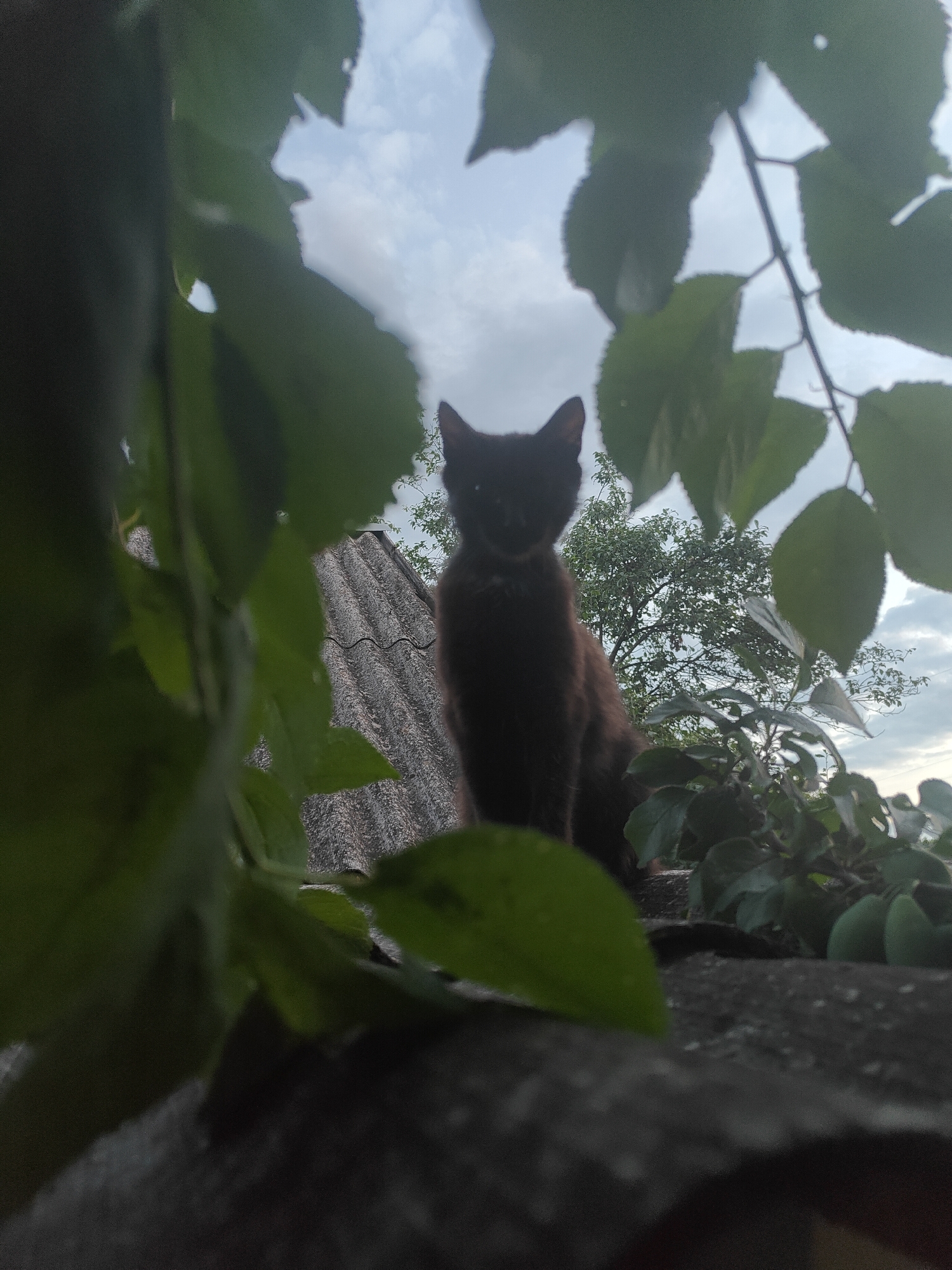 A black cat is perched on a grey corrugated roof, partially obscured by green leaves. The cat faces forward, with its eyes visible. In the background, trees and a cloudy sky are visible. The image was taken in the city of Kryvyi Rih, Ukraine.