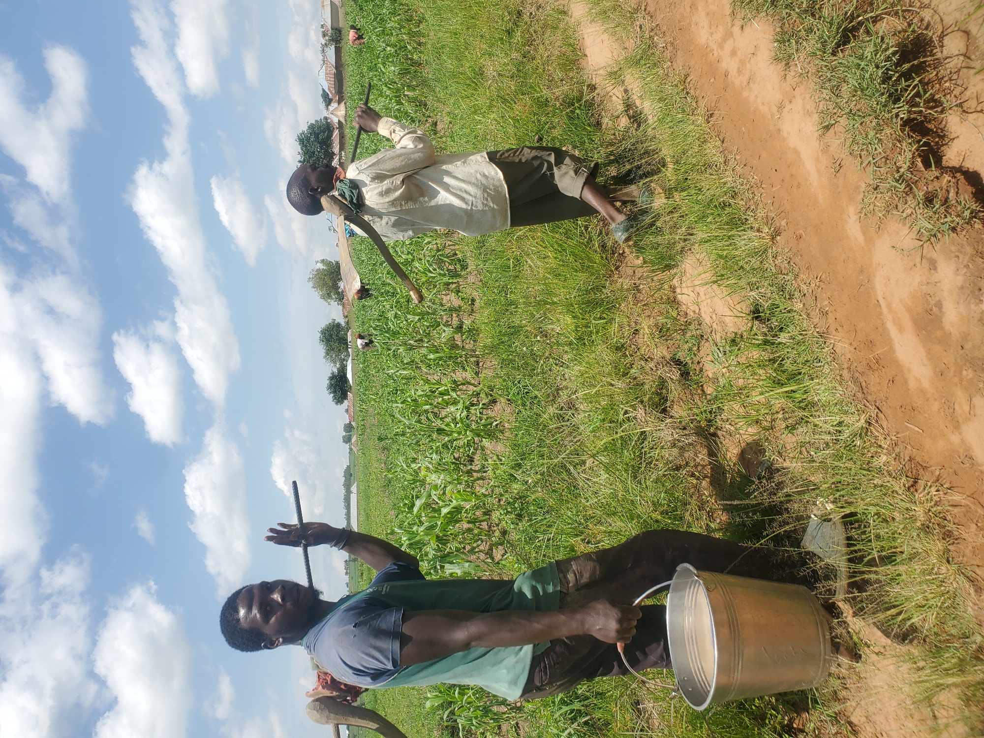 The image shows two men working in a field of tall green crops, possibly corn, under a bright blue sky with scattered white clouds. The field appears to be in a rural area, with some dwellings and trees visible in the background. The man in the foreground on the left is wearing a dark green t-shirt and brown trousers, and is carrying a metal bucket in his left hand. He has a long metal pole slung over his right shoulder. The man on the right is wearing a light-colored long-sleeved shirt and dark trousers. He also has a pole slung over his shoulders, with a large hoe-like tool attached. Both men appear to be engaged in agricultural labor. The ground is a mixture of dirt and grass. The overall impression is of a sunny day in a farming community in Wumat Central, Nigeria.