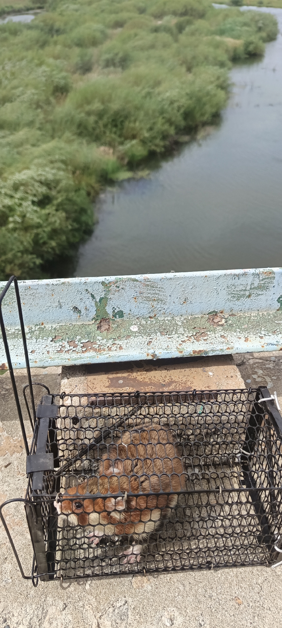A small rodent, appearing to be a gerbil or hamster, is enclosed in a black metal cage. The cage is situated on a concrete surface, possibly a bridge or walkway, with a rusted, peeling blue metal railing above it. In the background, a body of water is visible, bordered by lush green vegetation. The scene appears to be outdoors, likely in a natural or semi-natural environment, with no humans present. The overall impression is one of a captured animal in a transitional space between a natural habitat and a man-made structure.