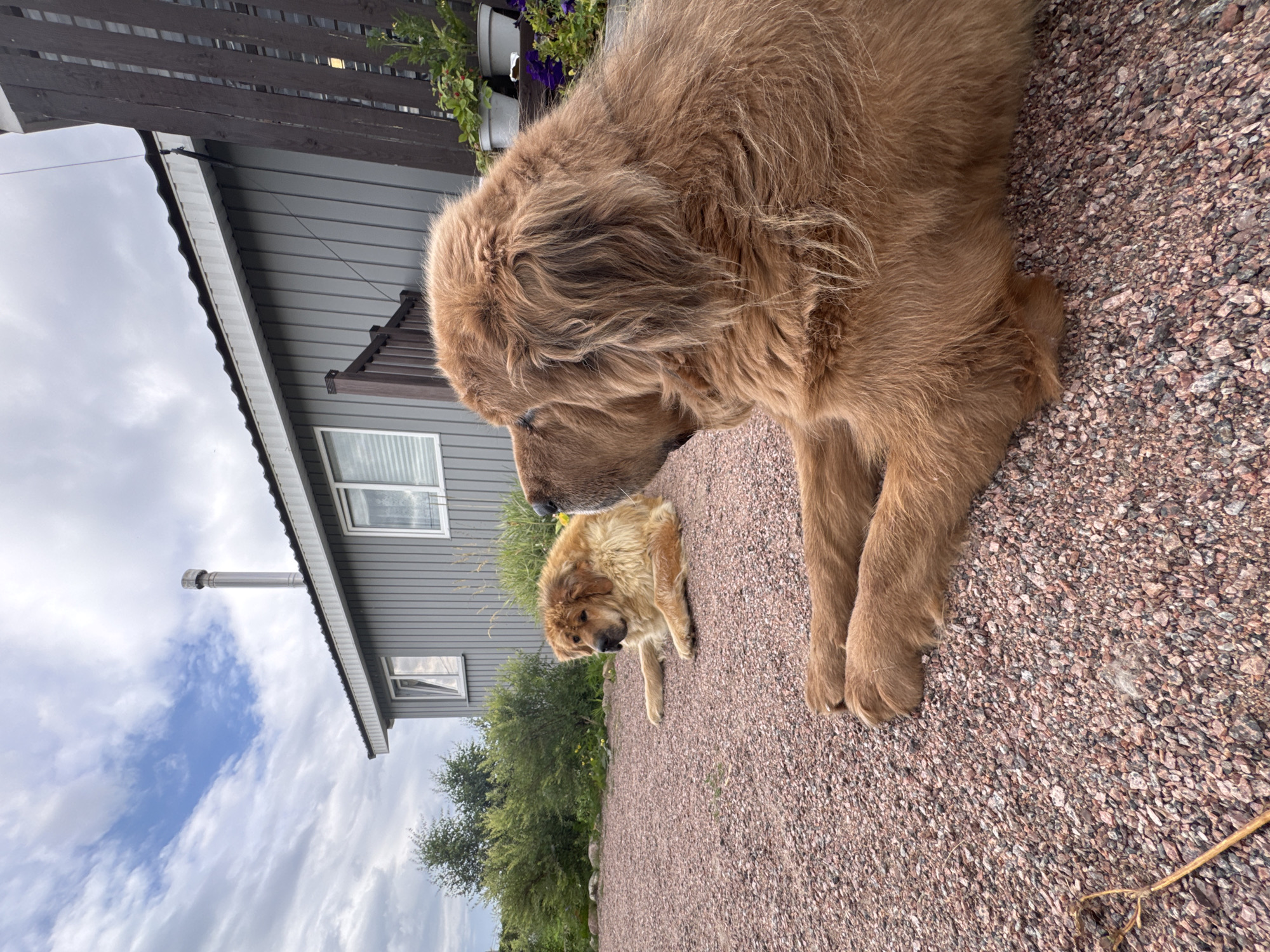 Two large, fluffy brown dogs are resting on a gravel surface in front of a light grey, wood-paneled house. The dog in the foreground is closer to the camera and is lying on its side, facing to the right. Its thick fur is a dominant feature. Behind it, another dog is lying down, facing left. The house has a dark roof and several windows. A metal chimney protrudes from the roof. To the left of the house, there are green bushes and trees under a partly cloudy sky. A dark wooden fence with vertical slats is visible to the right of the house, with potted plants at its base. The ground is covered in small, reddish-brown gravel. The overall scene suggests an outdoor residential setting in Kempelevo, Russia.