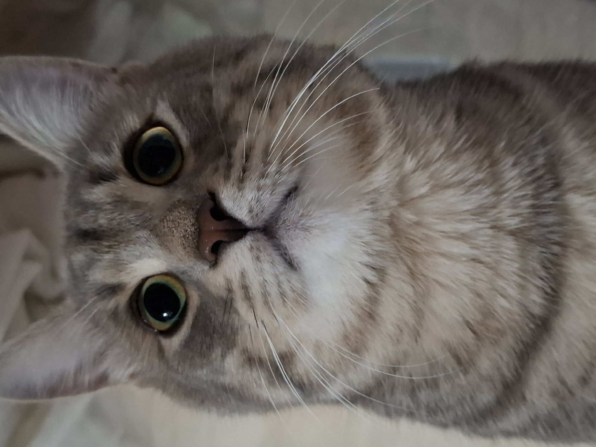 The image presents a close-up, high-angle portrait of a domestic short-haired cat, its head tilted, looking directly at the viewer. The cat has a beautiful tabby coat, displaying a pattern of grey and light brown or cream stripes and swirls. Its most striking features are its large, round eyes, which have wide, dark pupils ringed by a thin, golden-green iris. Small, bright reflections are visible in both pupils, indicating an indoor light source.
Long, delicate white whiskers fan out from the cat's muzzle, and its nose is a soft pinkish-brown. The cat's expression is one of alert curiosity and engagement, with its wide eyes conveying a sense of direct observation. The fur appears soft and well-maintained.
The background is a uniformly light, soft-textured surface, possibly a blanket or cushion, which gently blurs, keeping the focus entirely on the cat. The setting appears to be indoors, under ambient lighting. No specific activity is depicted other than the cat being observed. No text is visible in the media. The implied location is Novi Sad, Serbia.