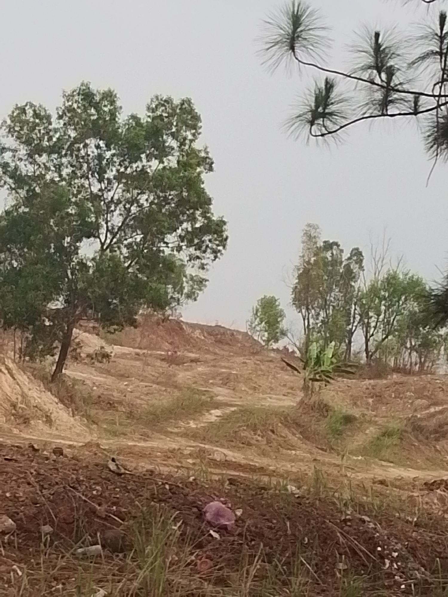 This is an outdoor, eye-level, full shot of a landscape that appears to be a construction or deforestation site in Lengkong Kulon, Indonesia. The terrain is uneven and dominated by disturbed soil and sand, with some sparse vegetation.
In the foreground, there is a pile of dark brown soil with dry grass and some scattered debris, including what looks like a piece of purple plastic.
The mid-ground features a sloping, sandy hillside with tire tracks visible, indicating recent activity. A lone tree with dark green foliage stands on the left side of this slope. Further back and to the right, a cluster of various trees, some tall and slender with lighter green leaves, and others with darker, denser foliage, are visible. Among these trees, there are some banana plants with large leaves.
The background shows more of the undulating, barren landscape stretching towards a hazy, overcast sky. The overall impression is one of an undeveloped or undergoing development area within a semi-rural or exurban setting. The presence of tire tracks and disturbed earth suggests ongoing work. No people or animals are clearly visible, except for a small bird on the ground in the foreground.