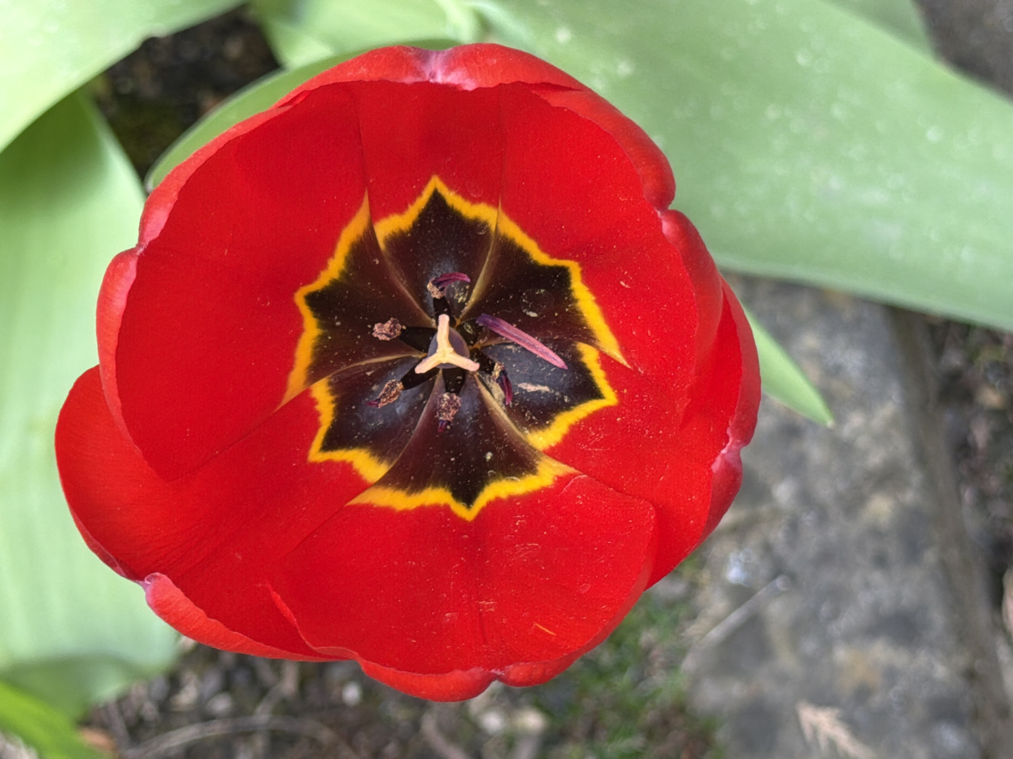 A close-up, top-down view of a vibrant red tulip with a black and yellow center. The flower is partially open, revealing its inner structures. A few green leaves are visible in the background. The surface behind the flower is grey concrete. It can't be determined if this image was taken in Esch-sur-Alzette, Luxembourg, from only visual information.