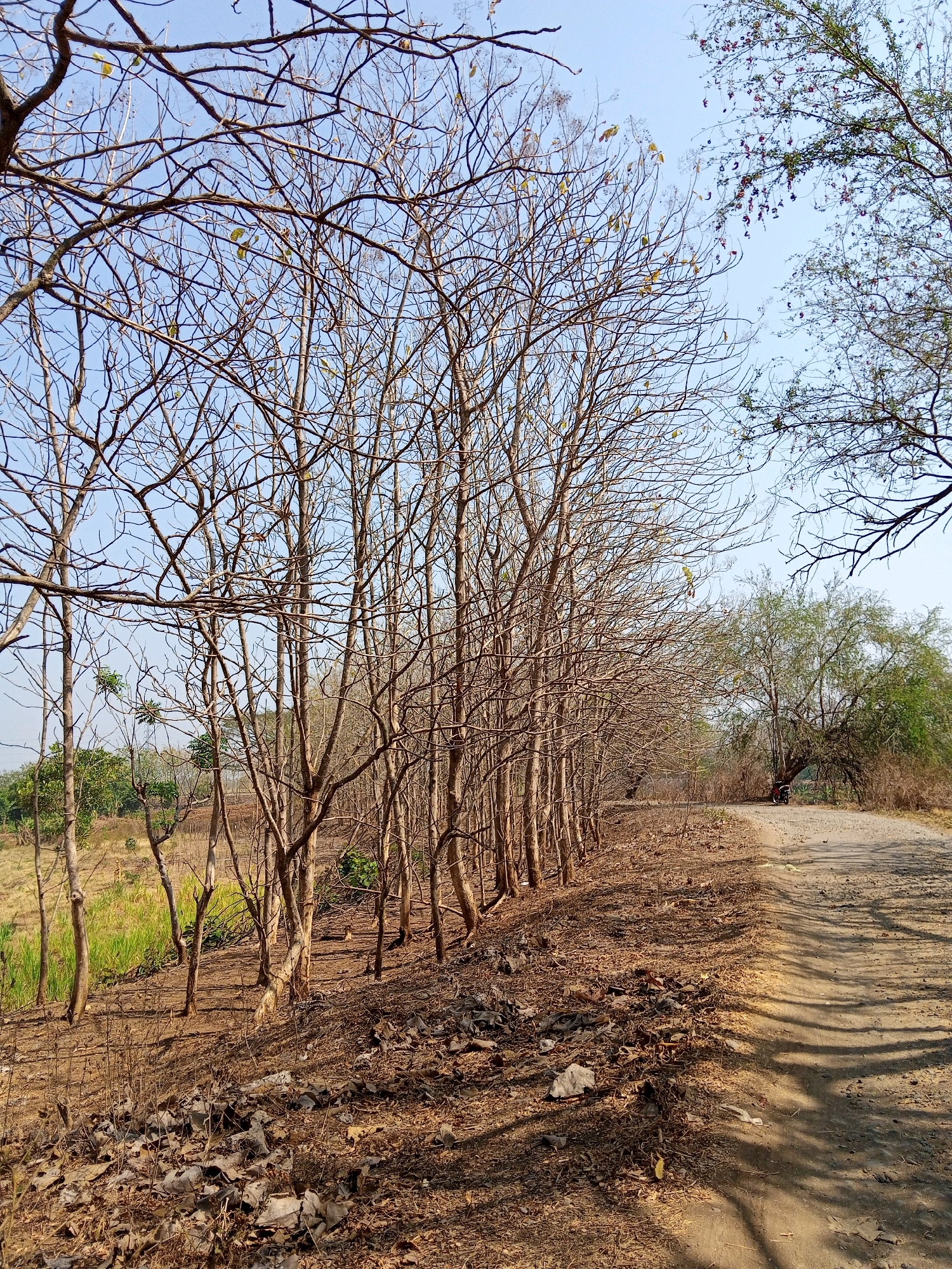 The image depicts a dirt road curving through a sparsely wooded area with a line of bare, deciduous trees on the left. The ground is covered in dry leaves and twigs. In the distance, a motorcycle is parked near a larger, leafy tree. The sky is clear and blue. The scene appears to be in a rural or natural setting, possibly a dry season in Sendangijo, Indonesia, given the bare trees.