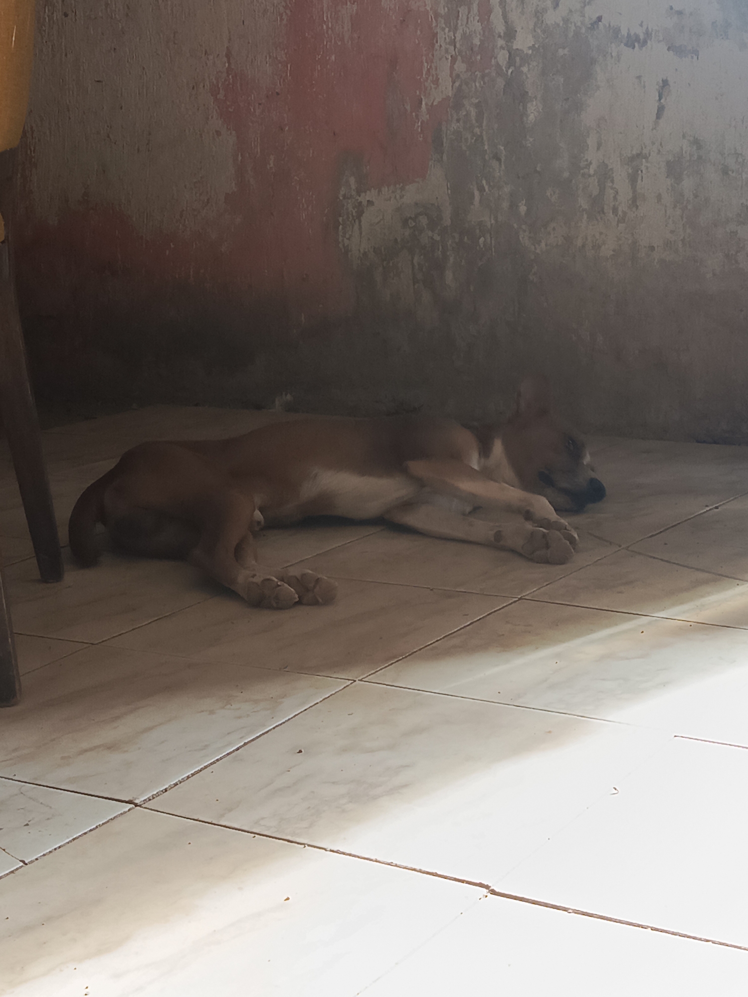 A medium-sized, light-brown dog sleeps on a tiled floor against a rough, stained wall in Juan Griego, Venezuela. The wall is mottled with patches of red, gray, and dark stains. A portion of a wooden chair leg is visible in the upper left corner of the image. Sunlight streams onto the lower portion of the tiled floor.