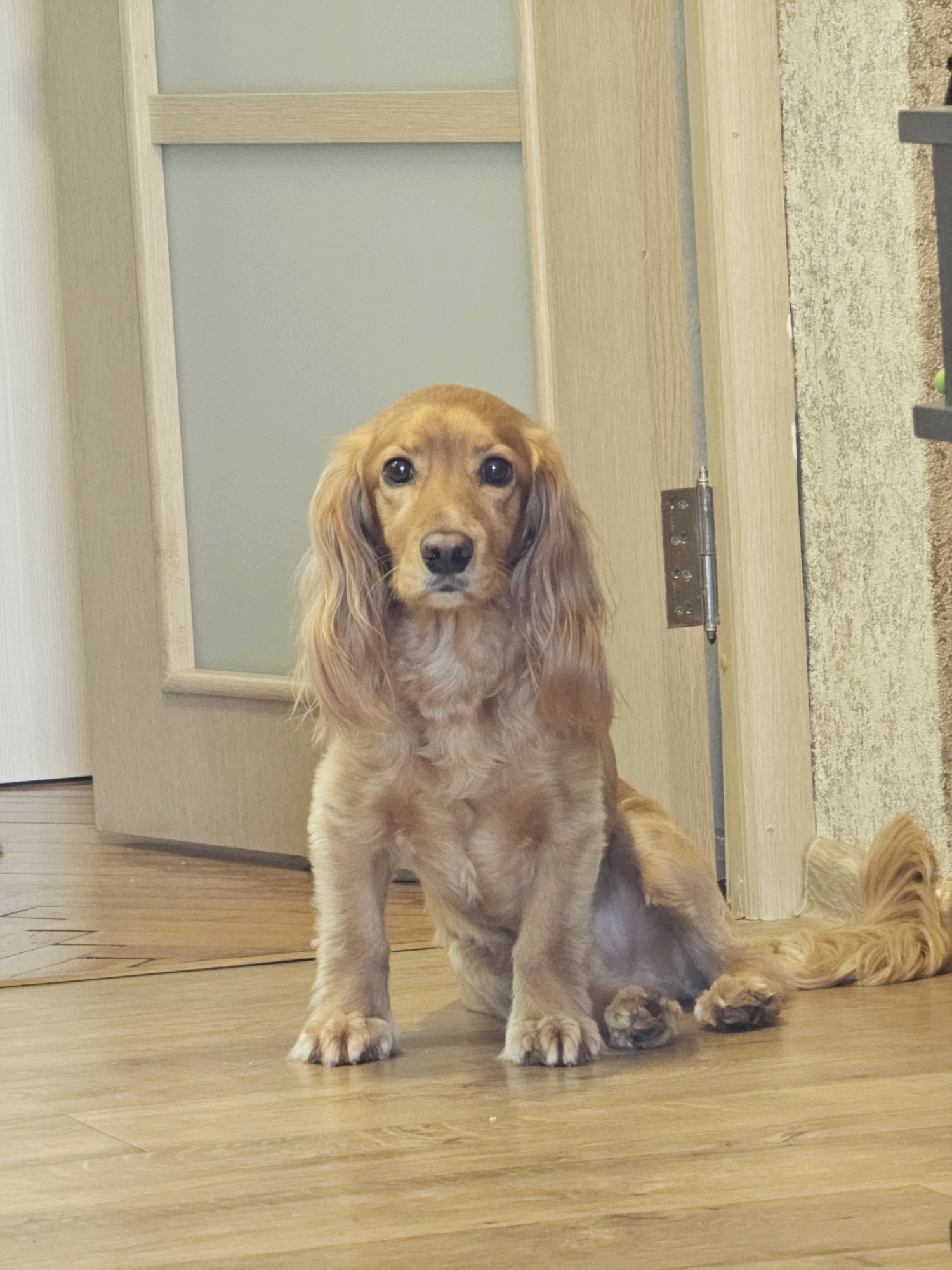 A golden retriever dog with long, wavy fur sits on a polished wooden floor in front of a light-colored wooden door. The dog is looking directly at the camera with dark eyes. Its tail is curled to the right, resting on the floor. The door has a frosted glass panel and a metal hinge visible on the right side. The background consists of a textured wall and a portion of another door. The lighting appears to be indoor ambient light. The scene is set indoors in what seems to be a residential hallway.