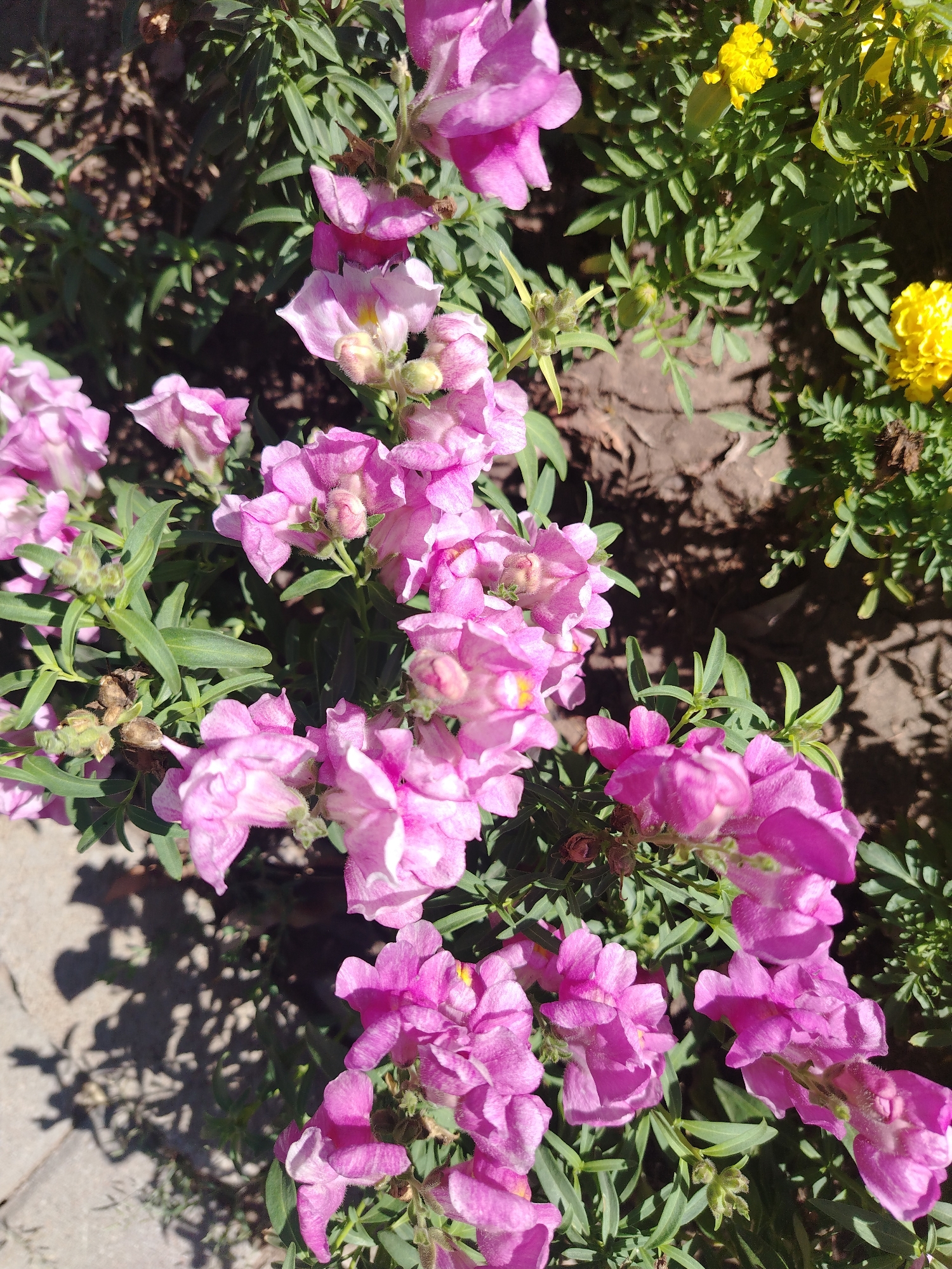 A close-up, top-down shot captures a cluster of vibrant pink snapdragon flowers in bloom. The flowers exhibit a soft, velvety texture and are arranged in vertical spikes, with some blooms facing the camera and others turned away. Delicate green foliage provides a lush backdrop, interspersed with dry, brown seed pods from previous blooms. In the upper right corner, a few bright yellow marigold flowers add a contrasting splash of color. The ground beneath the flowers appears to be dark, dry soil, with patches of dappled sunlight casting shadows on the surface, suggesting an outdoor setting in a garden or park. The overall impression is one of natural beauty and the peak of summer bloom. The image does not contain any people, animals, or man-made structures, and there are no indications of specific location within the city of Astana, Kazakhstan.