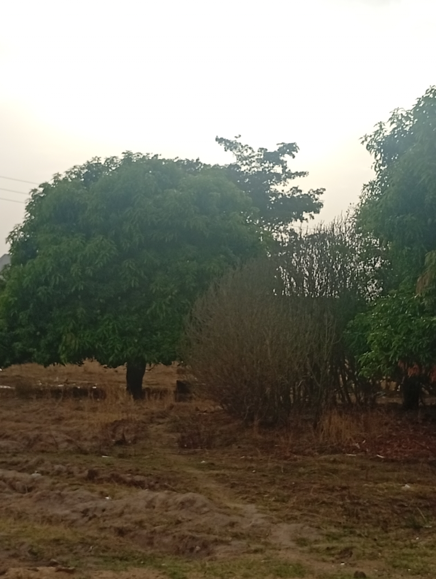 The image depicts a landscape with various trees and vegetation under an overcast sky. In the foreground, the ground appears muddy and uneven with patches of sparse grass and dried vegetation. A large, green, leafy tree stands to the left of the frame. Adjacent to it is a dense cluster of dry bushes or trees with bare branches. Further to the right, another green tree is visible. The background is obscured by the trees, but the sky appears uniformly gray, suggesting an overcast or foggy day. The location is indicated as Unknown, Unknown. There is no evidence of human presence or activity within the scene.