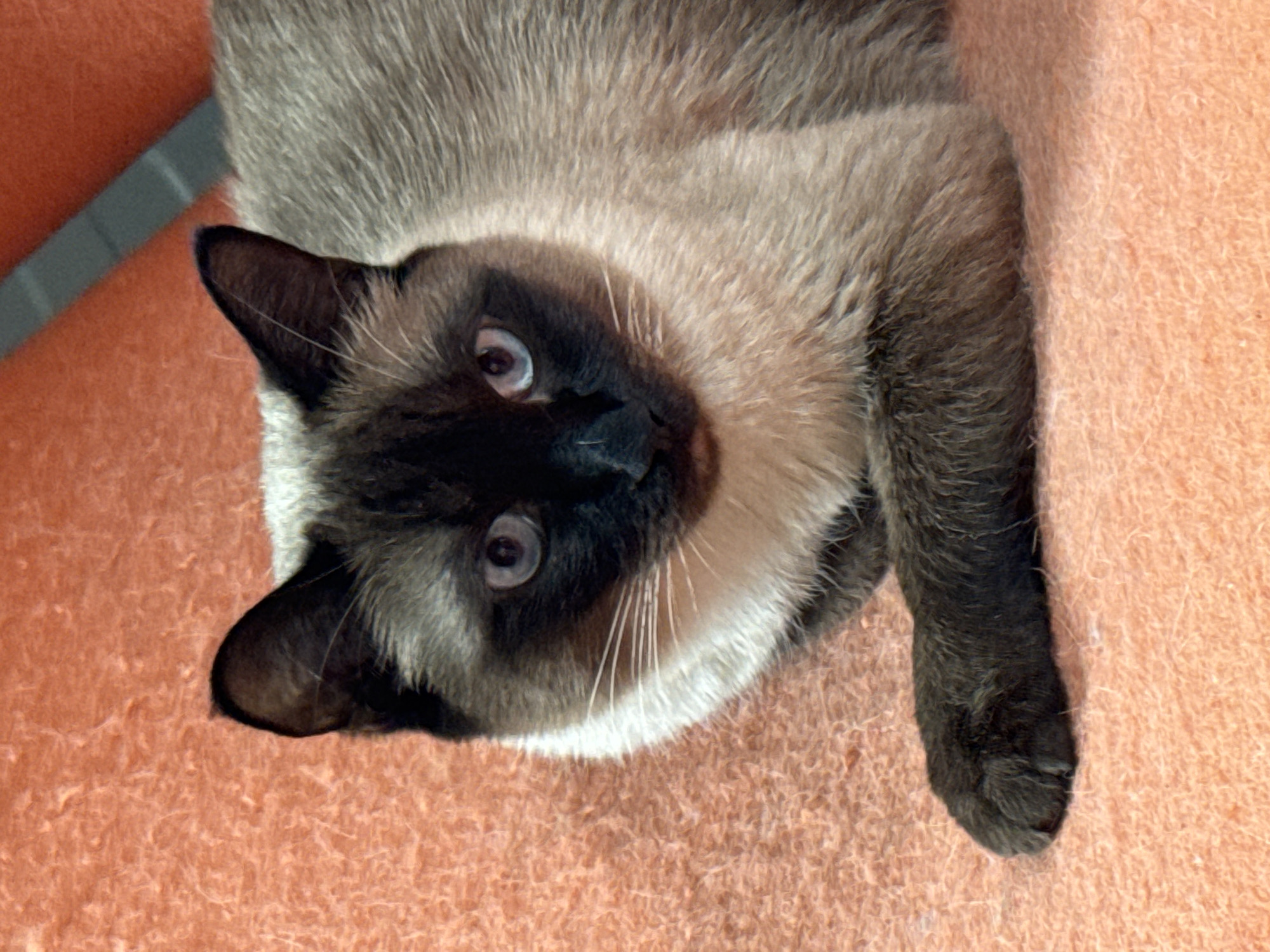 A Siamese cat is lying on an orange fabric surface, possibly a blanket or upholstery. The cat has a light brown body with darker brown markings on its face, ears, and paws. The cat is facing the camera with its head tilted slightly, and its eyes are light blue. A piece of furniture, possibly a chair, is visible in the upper left corner of the image. There is no indication of this image being in Steklyannyi, Russia.