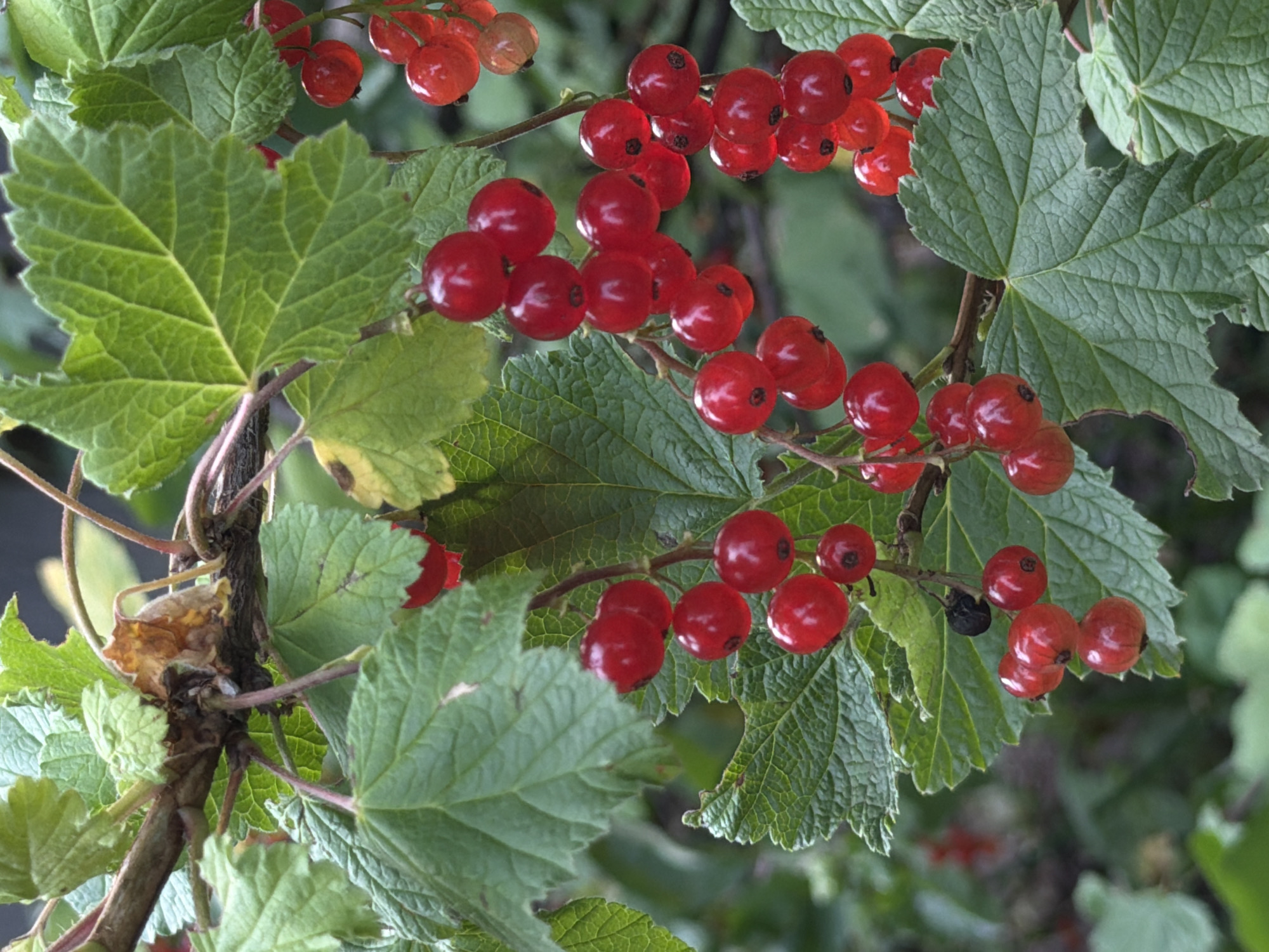 A close-up shot shows a cluster of ripe red currants hanging from a branch, surrounded by their large, green, lobed leaves. The berries are plump and vibrant red, with a slight translucence that hints at their juicy interior. They are clustered together in small bunches along thin, reddish stems. The leaves are deeply veined and have serrated edges, with some showing signs of slight browning or damage around the edges. The background is softly blurred, suggesting a natural outdoor setting, likely a garden or a wooded area, with other greenery visible. The lighting appears to be natural daylight, illuminating the berries and leaves with a soft glow. The overall impression is one of natural abundance and the freshness of ripe fruit. The image evokes a sense of late summer or early autumn when currants are typically harvested. There is no visible text in the image.