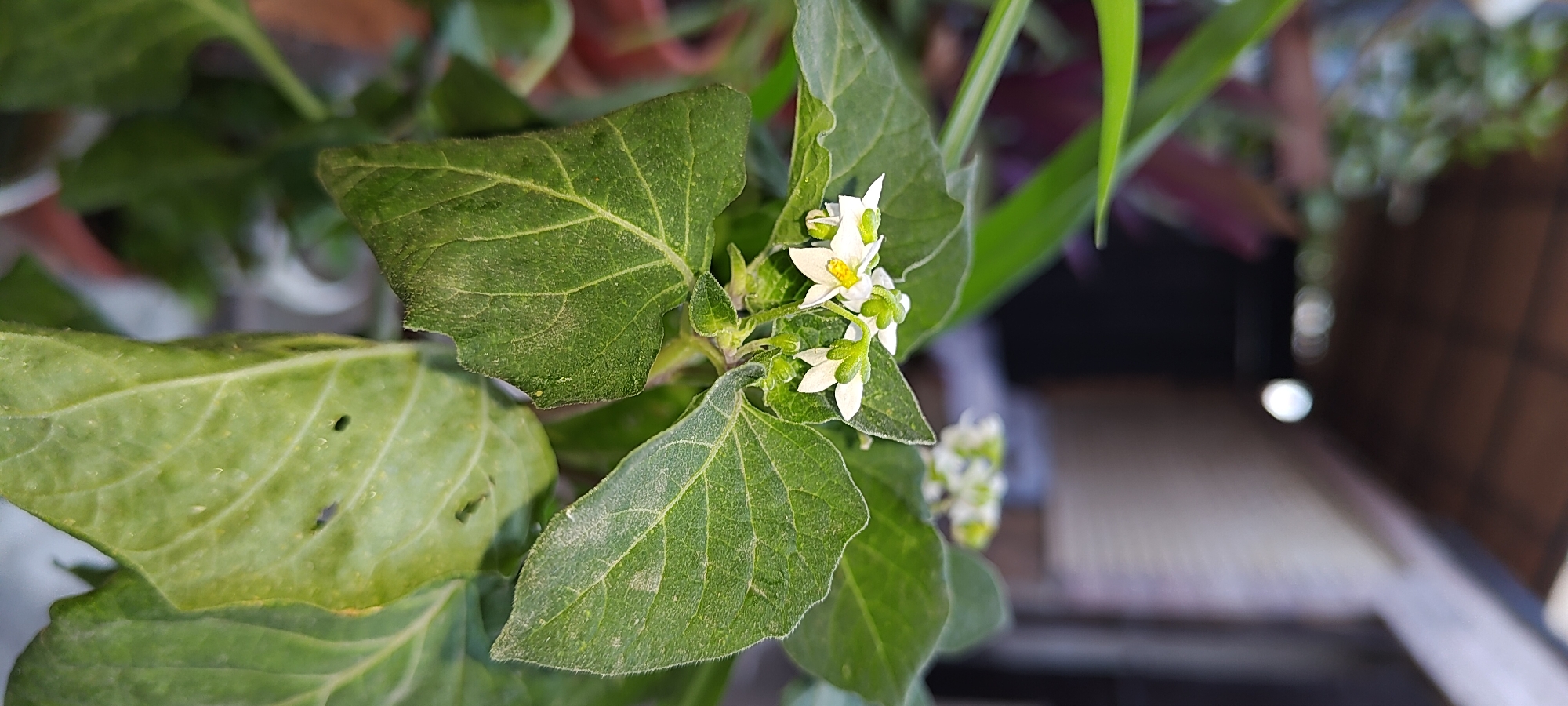 A close-up, eye-level shot focuses on a cluster of small, white flowers with yellow centers blooming on a leafy plant. The flowers are delicate and star-shaped, with some showing green buds. The leaves are large, dark green, and textured, with visible veins. Some leaves appear slightly wilted or have small holes. The background is blurred, showing hints of other plants, terracotta pots, and the roof structure of a building, suggesting an outdoor setting, possibly a garden or balcony in Khujand, Tajikistan. The lighting is natural, casting soft shadows. There are no people or animals visible in the image.
