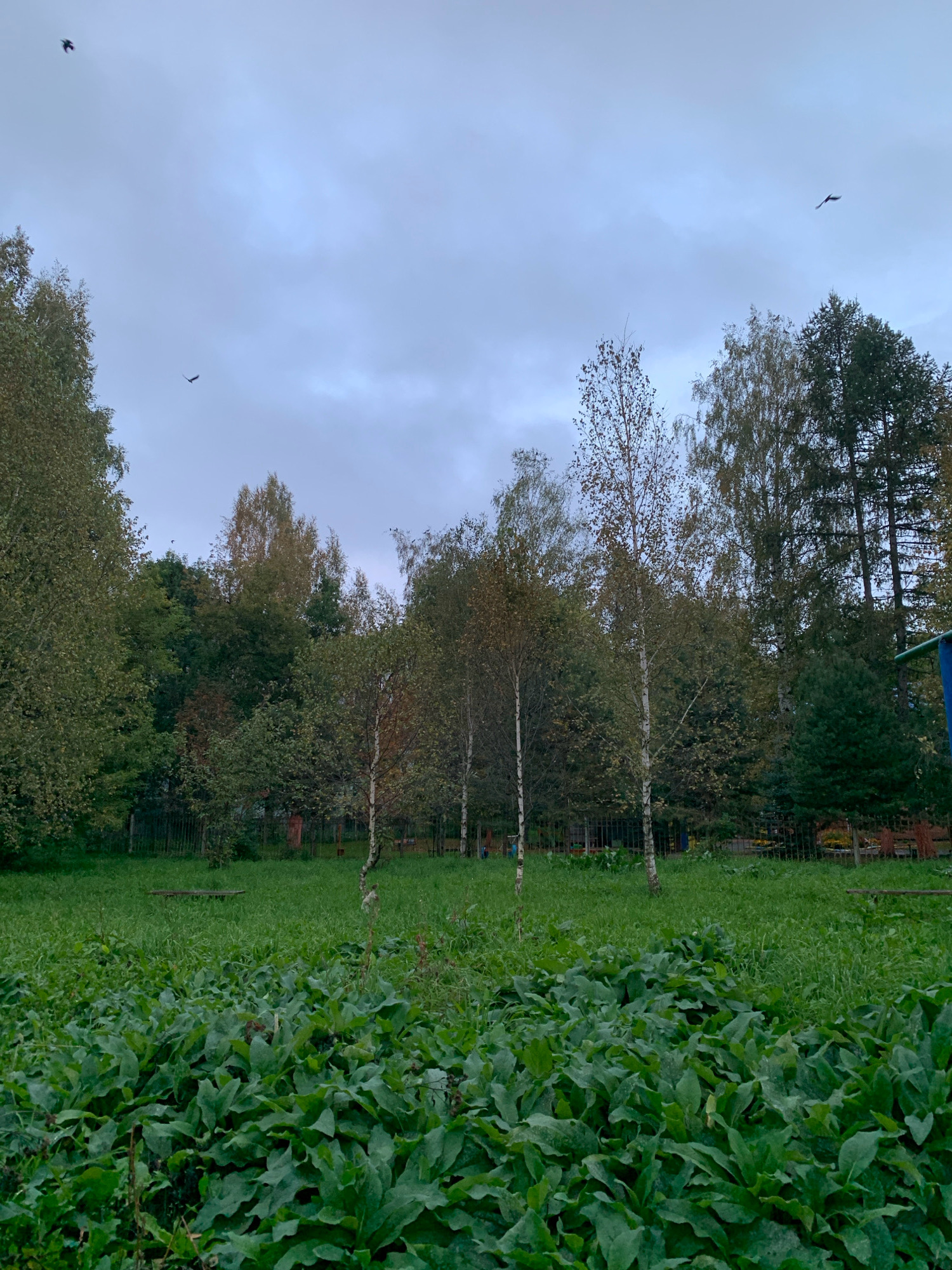 The image depicts a park area in Prokopyevsk, Russia, under an overcast sky. In the foreground, a dense patch of large, green leafy plants covers the ground. Behind this, a mown lawn stretches out, with a few scattered small plants. Further back, a line of various trees stands, exhibiting a mix of green and autumnal foliage, with some taller evergreen trees on the right. The trees create a backdrop for a grassy area with a metal fence visible. To the far right, a portion of a blue structure, possibly playground equipment, is partially visible. Three birds are in flight against the cloudy sky. The overall scene suggests a natural or semi-natural outdoor space.