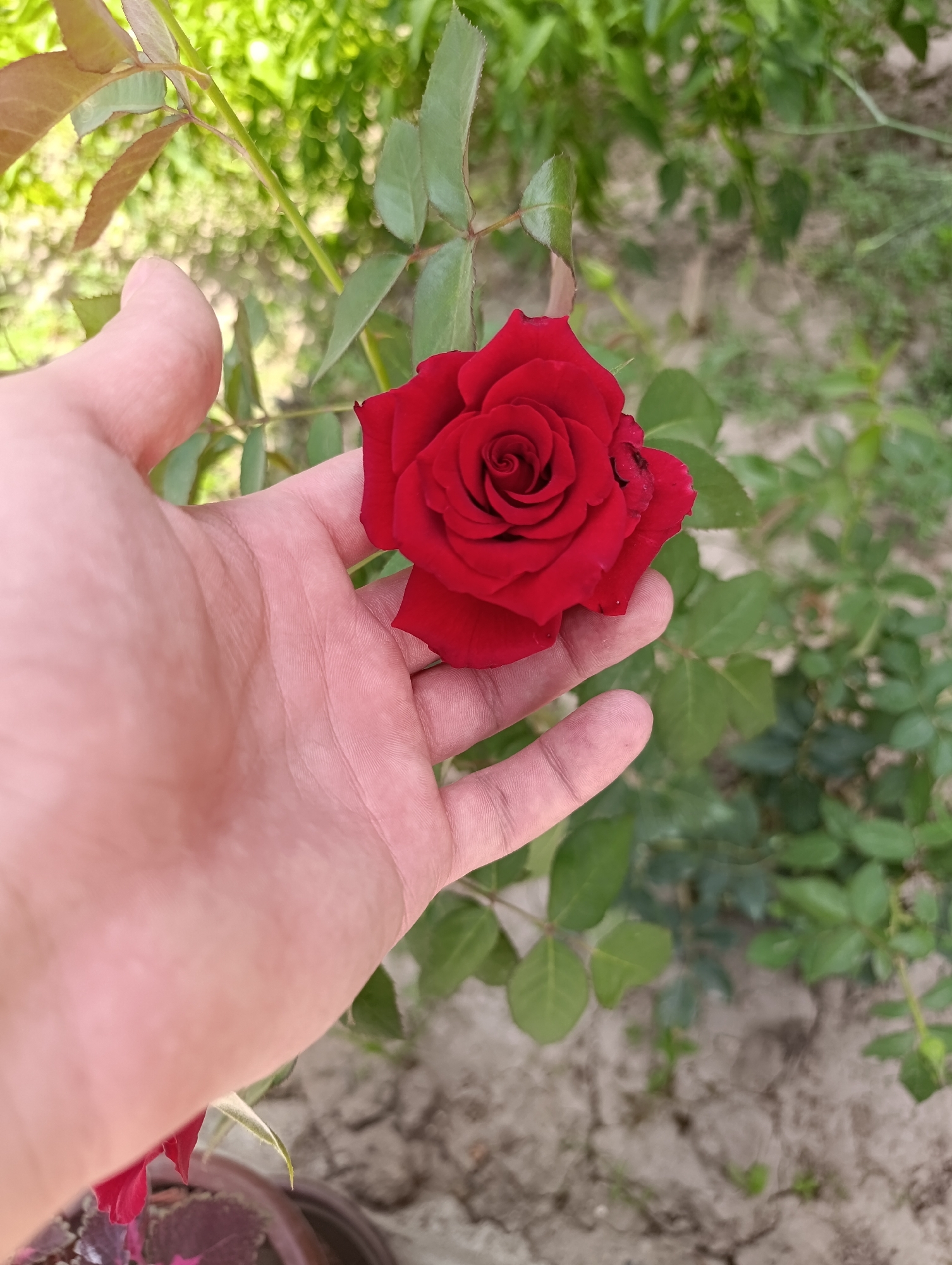 A close-up shot features a person's hand gently holding a vibrant red rose. The rose is fully bloomed, showcasing its intricate petal structure and deep crimson color. The hand, with its visible skin texture and lines, is positioned in the foreground, creating a sense of personal connection to the flower.
The background is softly blurred, revealing lush green foliage and the earthy tones of the ground. This suggests an outdoor setting, likely a garden or natural environment. The lighting appears natural, indicating it could be daytime, possibly a sunny or overcast day, contributing to the natural beauty of the scene.
There are no discernible text elements in the image. The overall mood conveyed is one of tenderness, appreciation for nature, and the simple beauty of a single rose. The context of Dushanbe, Tajikistan, places this serene moment within a specific geographical and cultural setting, though no explicit visual cues directly point to this location. The activity depicted is simply the presentation of a rose within a natural setting.