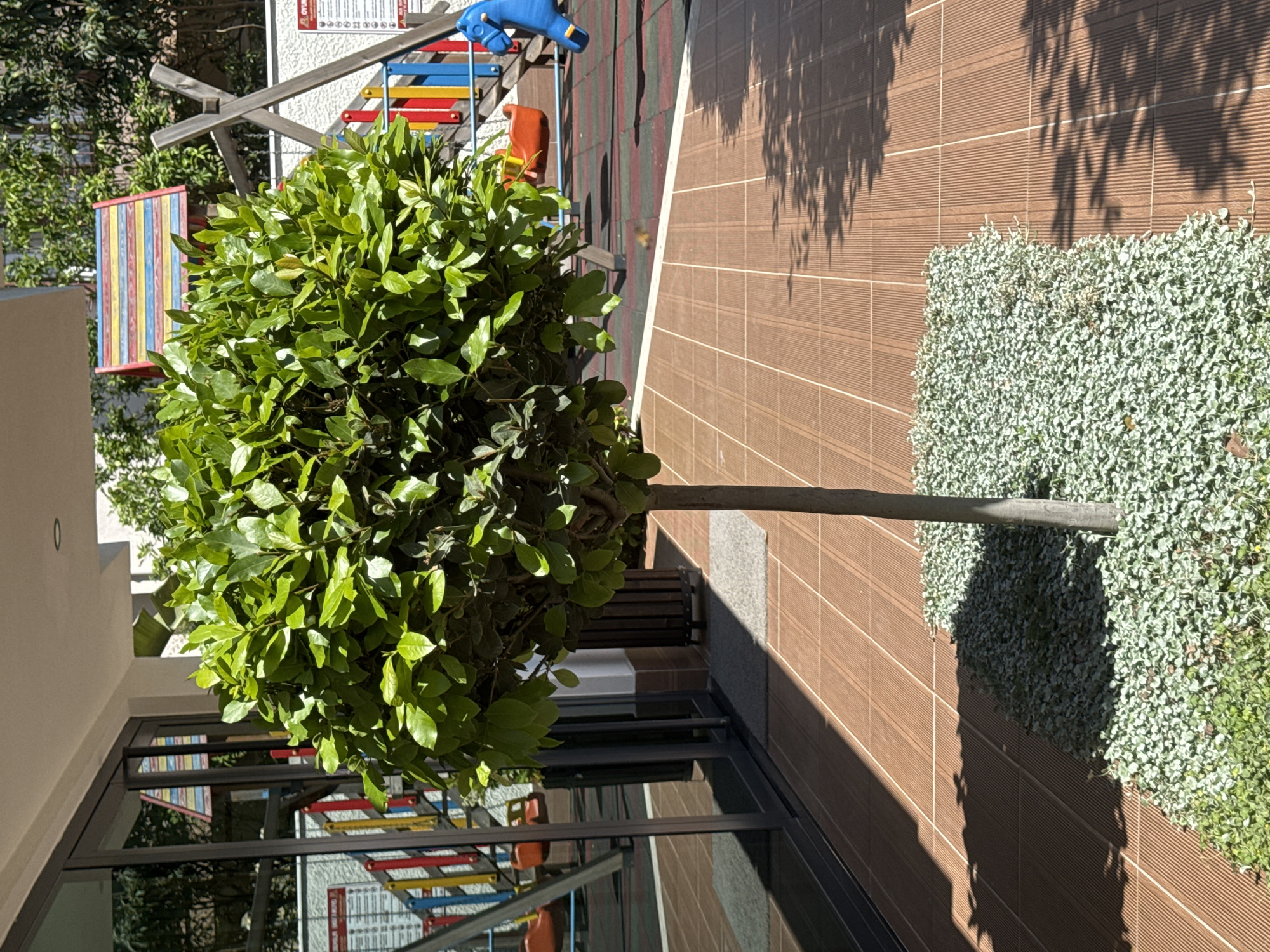 A medium shot shows a topiary tree positioned beside a brown, tiled outdoor area. The tree has a well-rounded form with dense, green foliage. The trunk is straight and brown. To the right of the tree, there's a patch of light green ground cover. The tiled area extends outwards and is partially covered by shadows. A building with glass windows and a black frame is visible behind the tree on the left. Reflections of a colorful structure, possibly playground equipment, can be seen in the glass windows. In the background, playground equipment with red, yellow, and blue elements can be seen, along with a white structure displaying what appears to be text or symbols.
