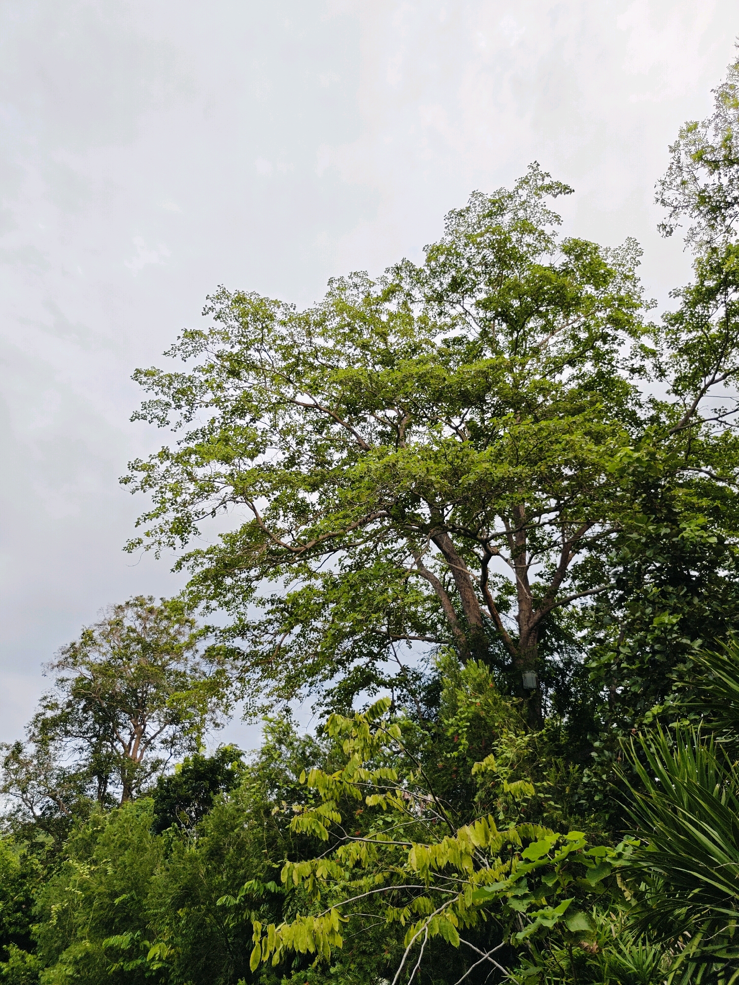 This is a full shot of a lush forest canopy under a cloudy sky. The dominant feature is a large tree with dark bark and a sprawling crown of vibrant green leaves that occupies the majority of the frame. The leaves are dense, obscuring much of the tree's structure, though some thick branches are visible. In the background, other trees and dense foliage create a layered effect, with a lighter green hue suggesting younger growth or different species. The sky is overcast, with soft white clouds, which diffuses the light and gives the scene a muted, natural ambiance. There are no people or animals visible. The image appears to be taken from a low angle, looking up into the trees. This scene is likely in the natural landscape of Mu Si, Thailand, a district known for its mountainous terrain and rich forests.