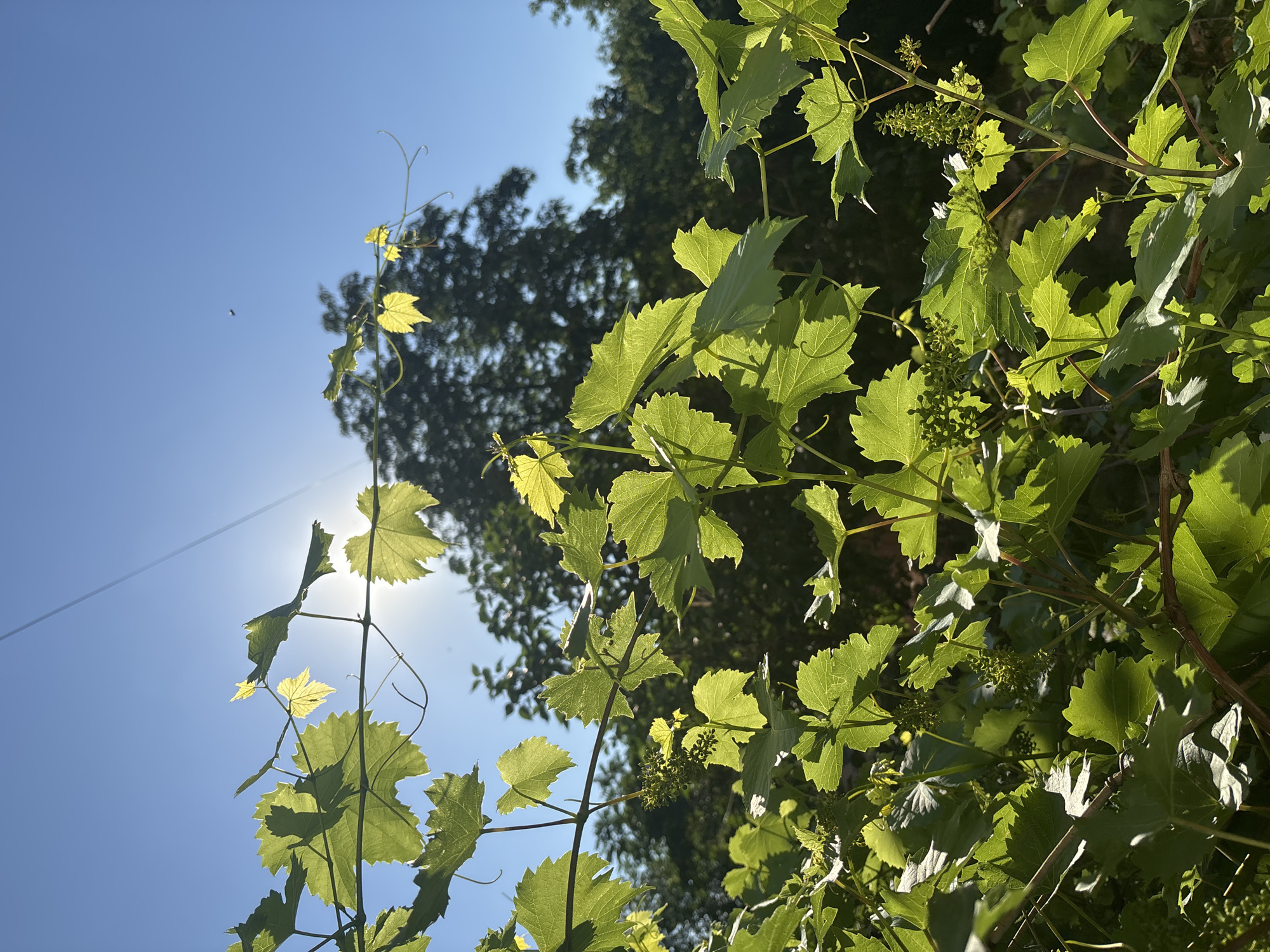 In an outdoor scene, possibly a vineyard, on a clear day with a bright sun, green grape leaves are prominently featured in the foreground, some backlit by the sun. The leaves are varied in size and shape, with serrated edges and visible veins. Several nascent grape clusters, small and green, are scattered among the leaves. In the background, dark green foliage from trees forms a dense backdrop, contrasting with the lighter green of the grape leaves. The sky above is a vibrant blue. A thin, light-colored wire stretches across the upper part of the frame, with a small dark object, possibly an insect, visible against the sky in the middle distance. The lighting suggests late morning or early afternoon. There are no people or man-made structures other than the wire.