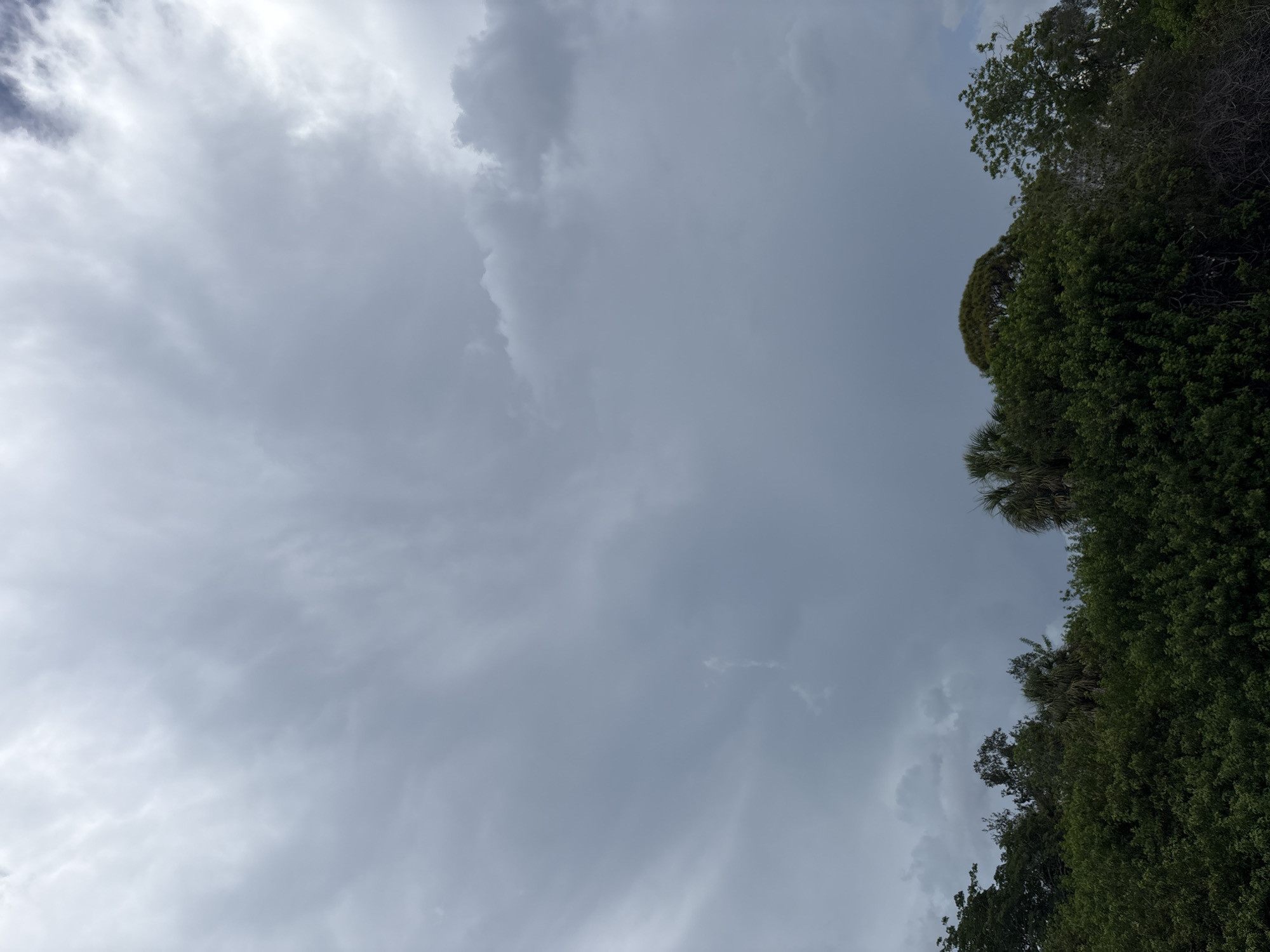 This image depicts a canopy of lush green trees against a heavily overcast sky. The trees are dense and varied, with some appearing as tall, leafy giants while others are smaller and more shrub-like. Palm trees are visible amongst the foliage, suggesting a tropical or subtropical climate. The sky is dominated by thick, gray clouds that obscure the sun, creating a diffused and somewhat somber light. There are no people or man-made structures visible in the frame. The scene appears to be a natural landscape, possibly a park or a wooded area within a city, but its specific location is unknown.