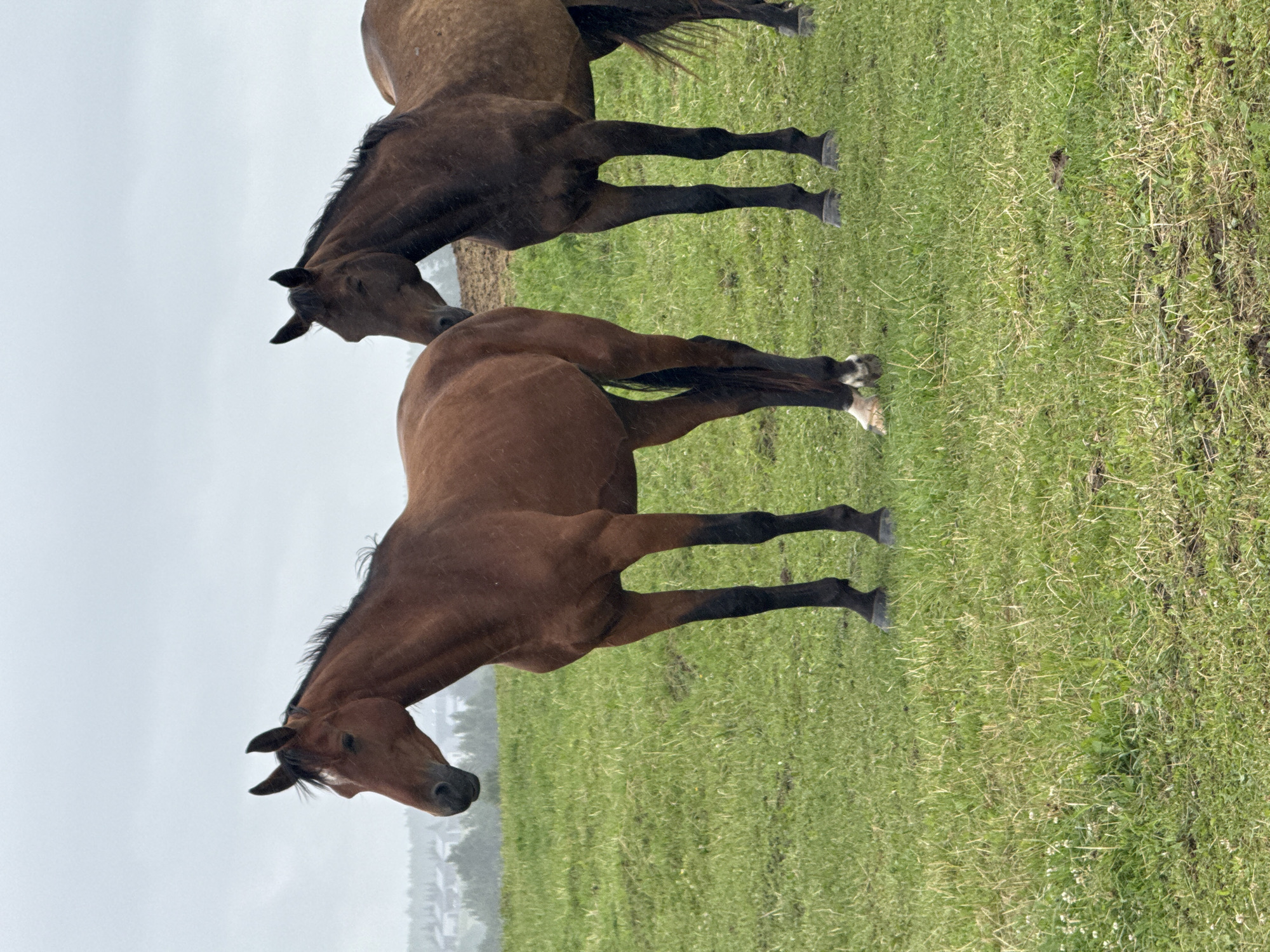 Two horses are standing in a grassy field under a cloudy sky. The horse in the foreground is a bay color and facing left, with its head turned slightly towards the viewer. It has a white blaze on its forehead. The second horse, a darker brown, is standing behind and to the right of the first, also facing left, with its head lowered. The field is covered in green grass with some patches of dry vegetation and small white flowers. In the background, there are trees and some buildings, suggesting a rural or semi-rural setting, potentially in or near Bendoriai, Lithuania. The overall atmosphere is overcast and slightly damp.