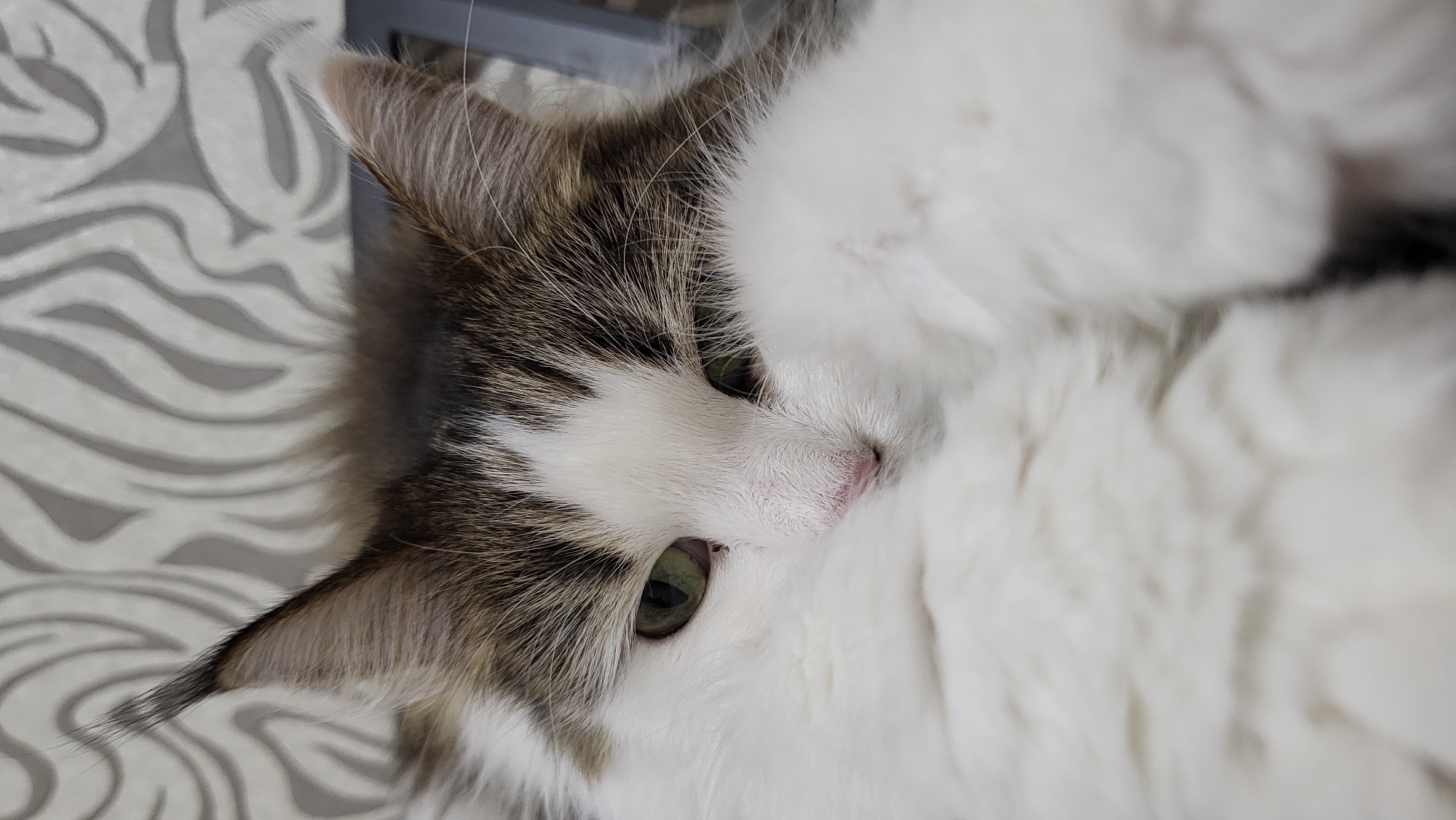 The image shows a close-up of a fluffy white and brown cat lying down. The cat has green eyes and is partially obscured by its own fur. The background consists of a patterned wallpaper. There is no indication of the location being in Марковский, Russia, or any other specific urban environment.