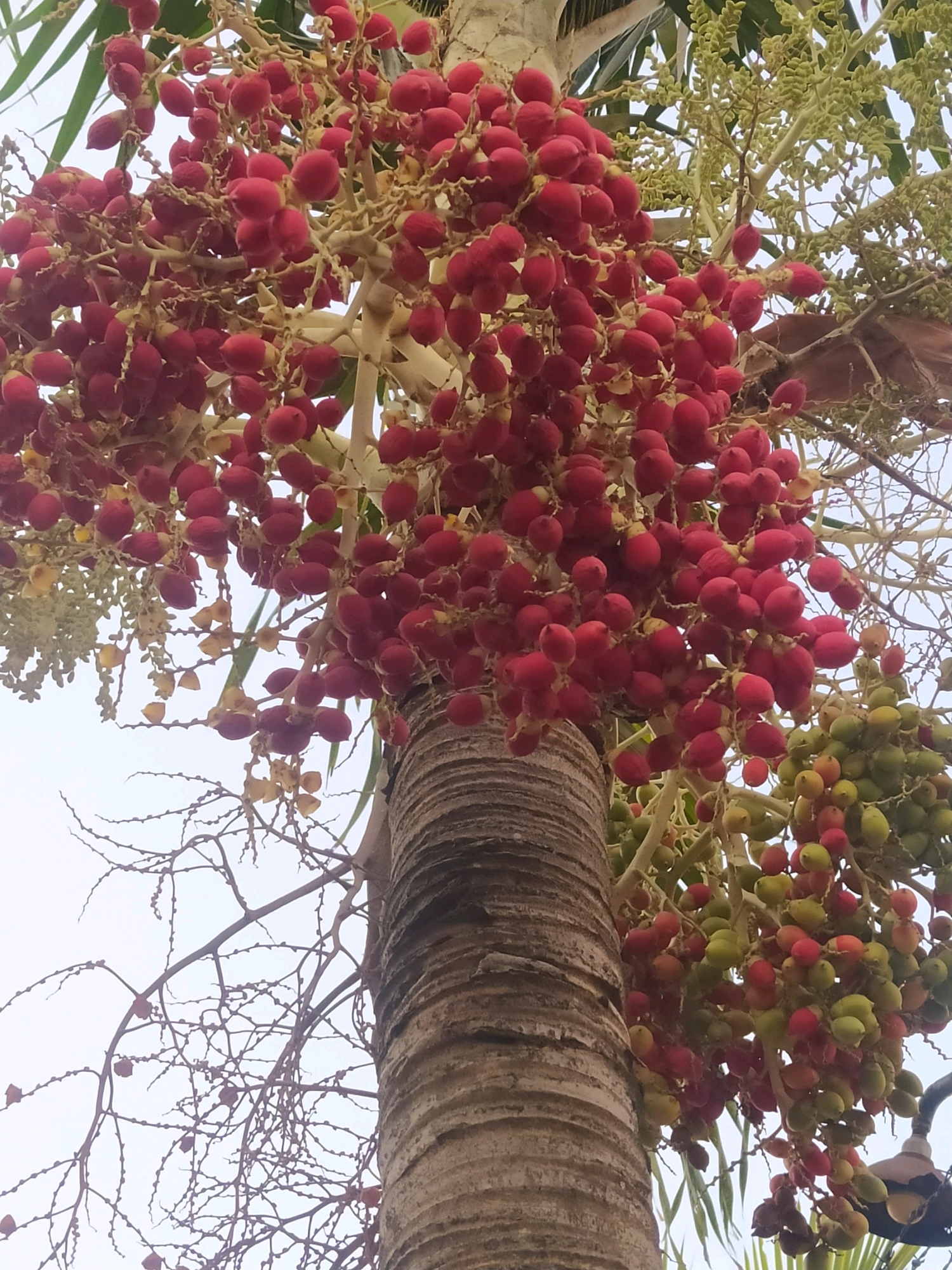 The image shows a close-up view of a palm tree trunk with clusters of bright red and green fruits hanging from branches. The fruits are small and oval-shaped, growing in dense bunches. Some bunches appear fully ripe with red fruits, while others are a mix of green and red. The palm tree trunk is rough and textured, with a light brown color. The background is a bright, overcast sky, suggesting it is daytime. The image was taken in the city of Sroyo, Indonesia, and no people or animals are visible in the frame. The scene appears to be in an outdoor environment, likely a garden or park.