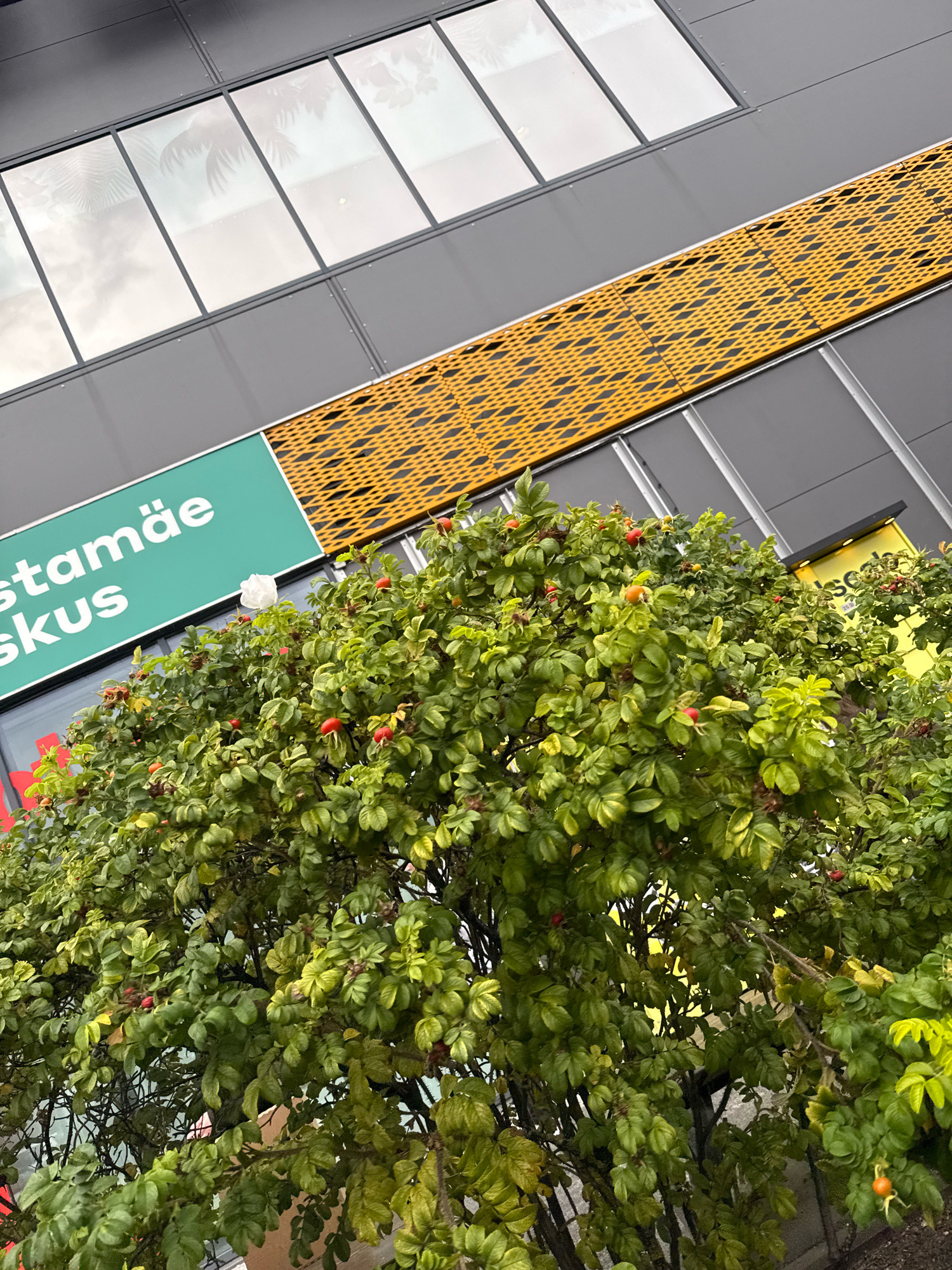 The image captures a section of a modern building's exterior, characterized by a dark gray facade with large rectangular windows reflecting a cloudy sky and palm tree silhouettes. A prominent horizontal band of yellow, diamond-shaped metal grating runs diagonally across the upper portion of the building. Below this, a vibrant green sign with white text that reads "stamäe skus" is partially visible. In the foreground, a lush green bush with numerous red rosehips and leaves fills the lower half of the frame. A single white object, possibly a plastic bag or a piece of debris, is caught on a branch of the bush, just below the green sign. The scene appears to be an outdoor urban environment, likely in Tallinn, Estonia, given the context of the text on the sign.
