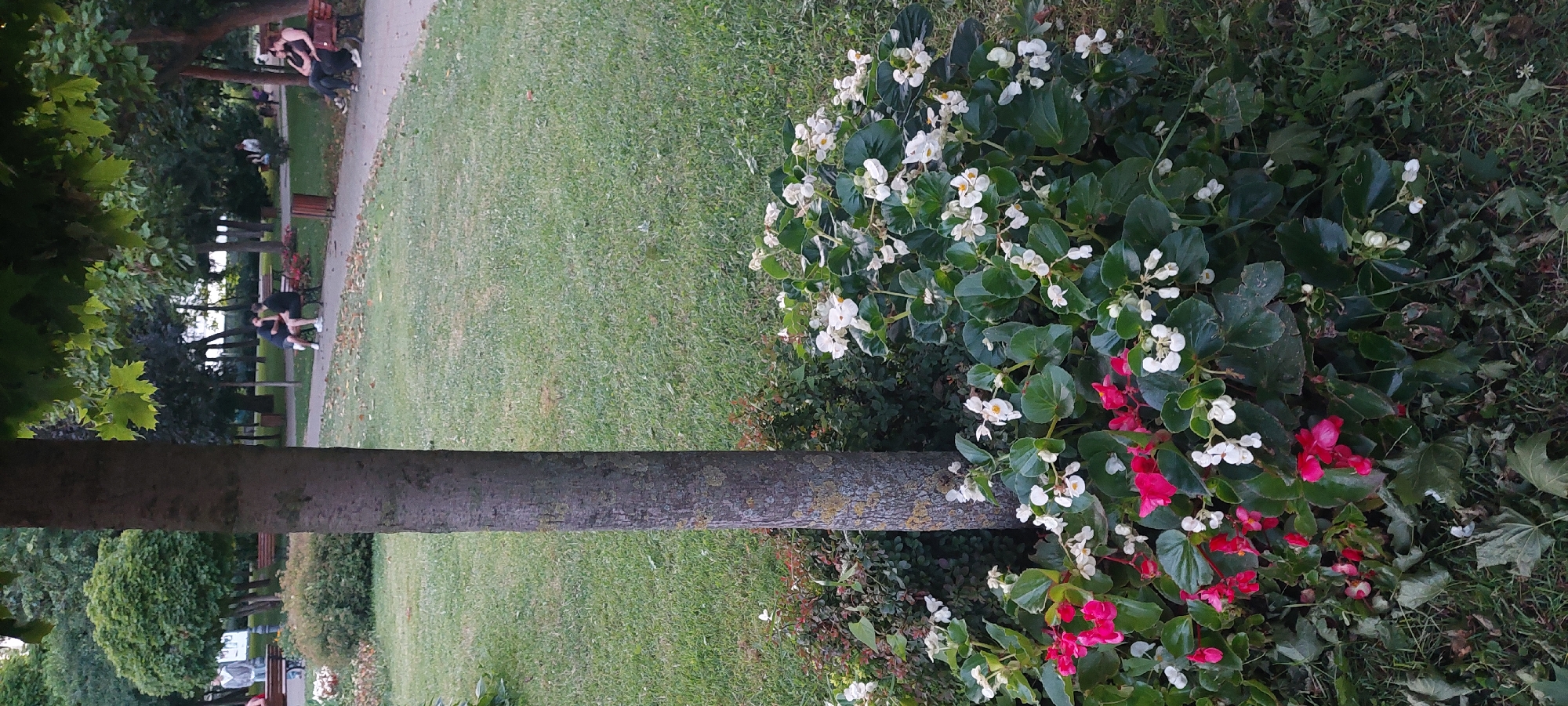 The image depicts a park scene, likely in the city of Iași, Romania, featuring a large tree trunk in the foreground. Around the base of the tree, there is a dense cluster of flowering plants with vibrant pink and white blossoms and dark green leaves. To the right and behind the flowers, a paved pathway winds through a grassy area. Further back, several people are visible sitting on benches along the pathway, engaged in conversation or resting. The park is characterized by well-maintained green lawns, trees, and shrubs, suggesting a public recreational space. The overall atmosphere is tranquil and serene.