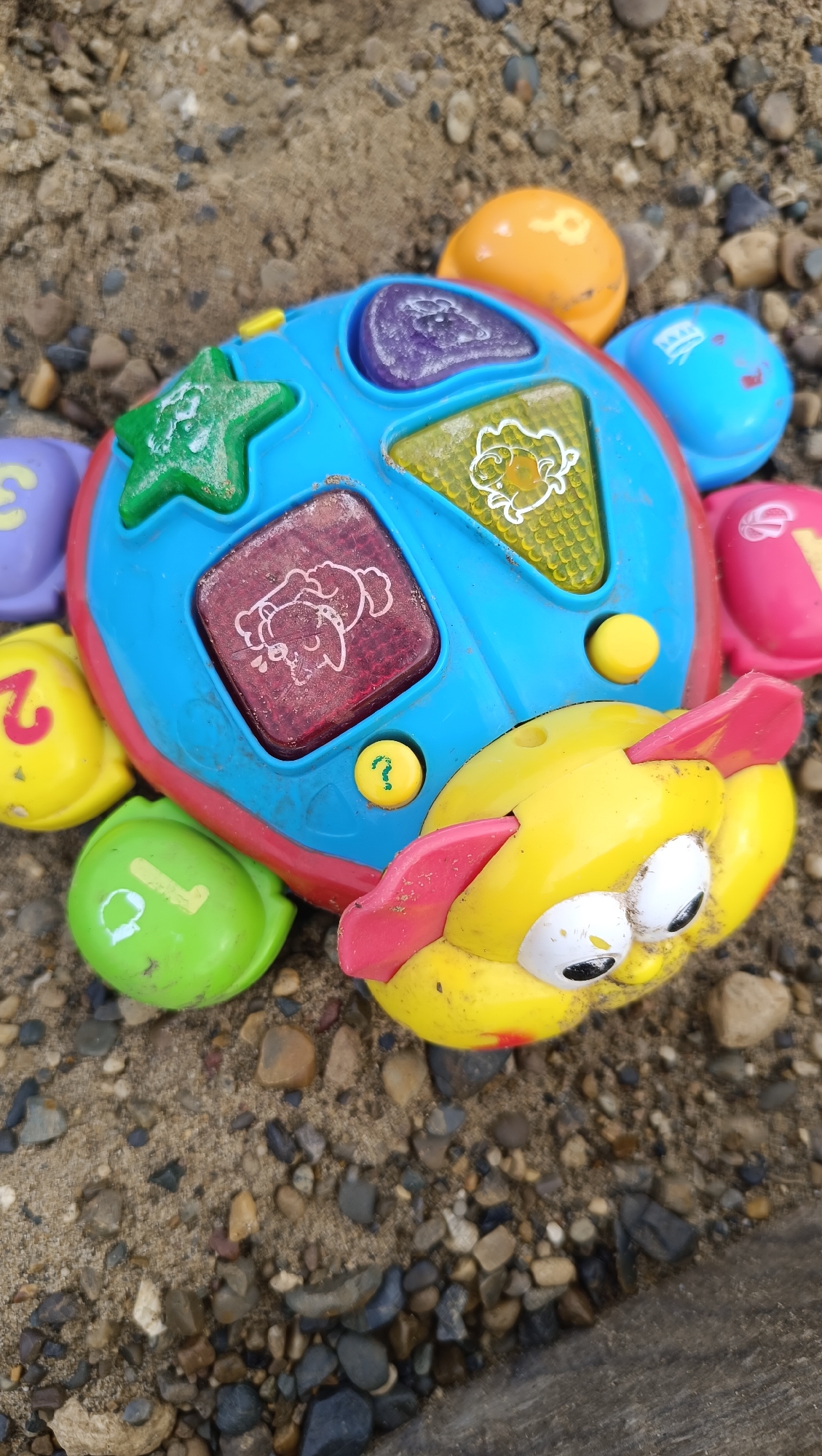 A close-up, high-angle shot shows a colorful, well-worn children's toy turtle in a sandy and rocky environment. The toy has a blue, circular body with various shaped buttons and indentations. One button is red with a drawing of a dog, another is yellow with a question mark, and a third is yellow and circular. There are also star-shaped and triangular indentations with embossed figures, one appearing to be a sheep. The turtle has a yellow head with large cartoon eyes and pink ears. Around the main body, there are several attached "flippers" or segments in different colors: purple, yellow with the number 3, yellow with the number 2, and green with the number 1. A pink flipper is also visible. The toy is resting on a surface composed of sand and small, multi-colored pebbles. The lighting suggests it is daytime. The image does not contain any people or any identifiable landmarks that would indicate a specific location in the city of Karsha, Russia.
