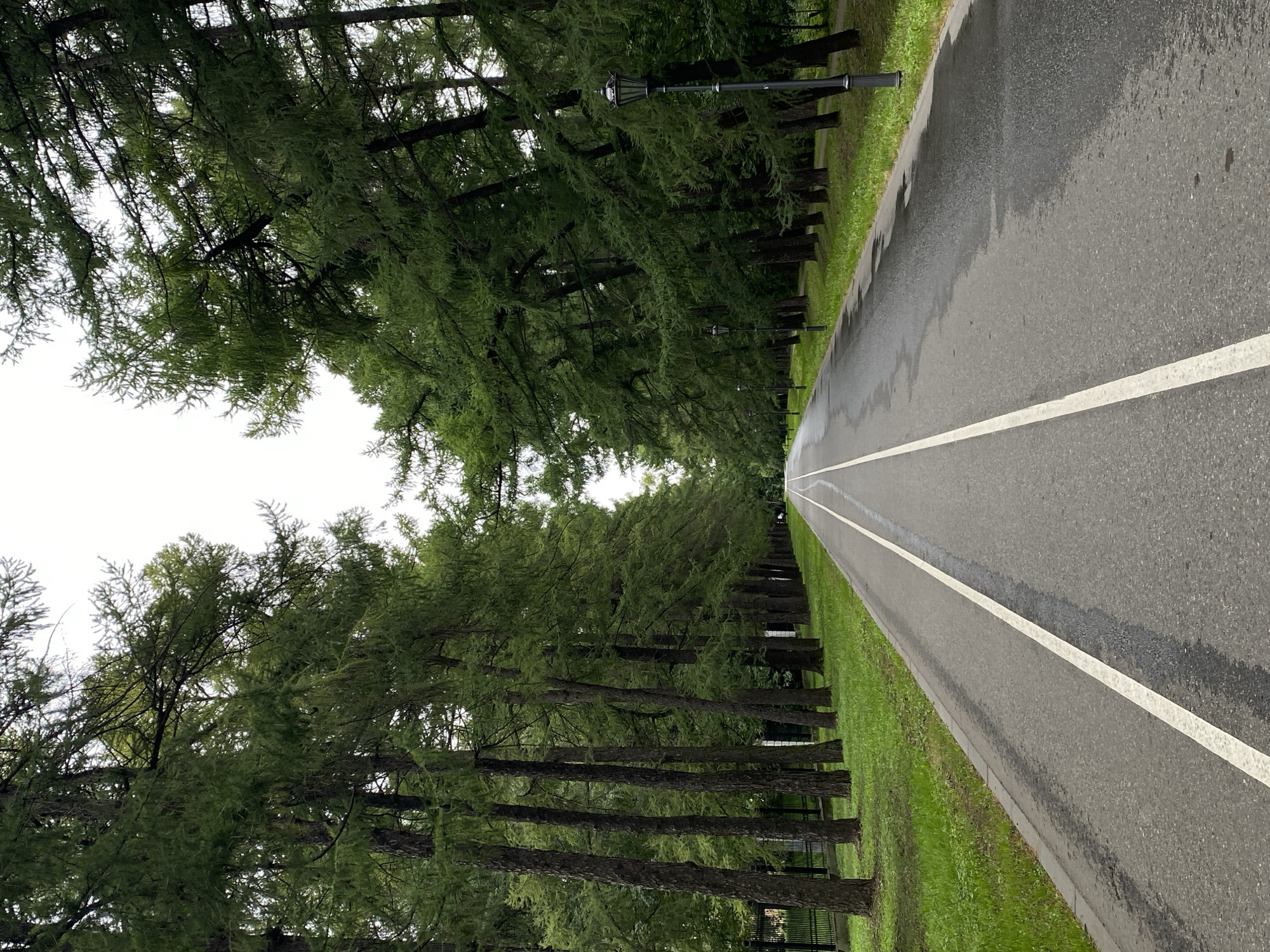 An eye-level, full shot captures a paved pathway lined with tall, mature evergreen trees on either side. The pathway is marked with white lines, dividing it into lanes. The trees are dense with dark green needles and their trunks are dark brown and textured. The ground adjacent to the pathway is covered in vibrant green grass. In the distance, several lampposts with ornate tops are visible along the right side of the pathway, interspersed among the trees. The sky is overcast and appears bright white, suggesting a cloudy day. The scene is devoid of any people or animals, creating a serene and solitary atmosphere.