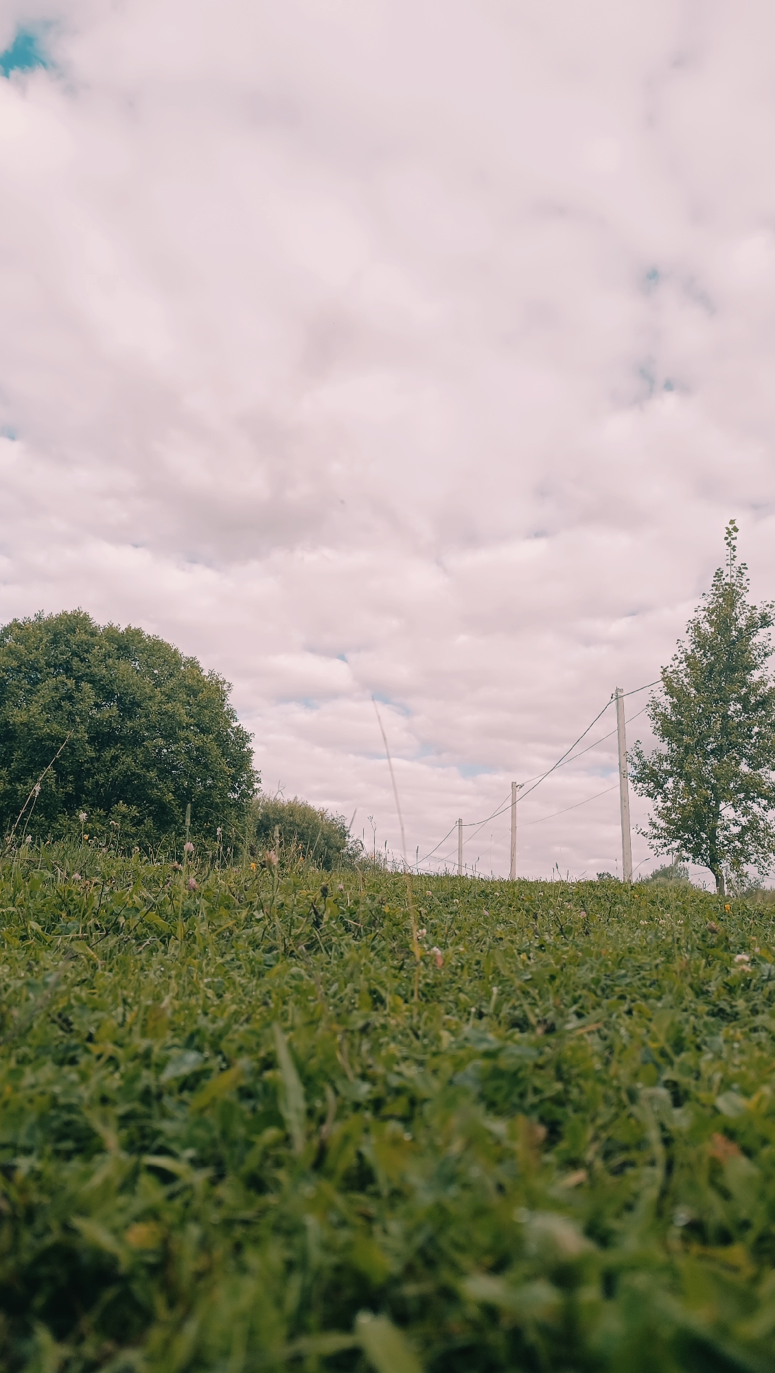 An outdoor, low-angle shot captures a grassy field under a partly cloudy sky in the city of Karsha, Russia. The foreground is dominated by lush green grass, which appears slightly wet. In the midground, a line of utility poles with wires runs horizontally across the frame, separating the field from the sky. To the left, a large, dense green tree stands prominently, while a smaller, sparser tree is visible to the right, near the utility poles. The sky is filled with soft, pinkish-white clouds, with hints of blue visible through the gaps. The overall scene suggests a natural, rural or semi-rural setting within Karsha.