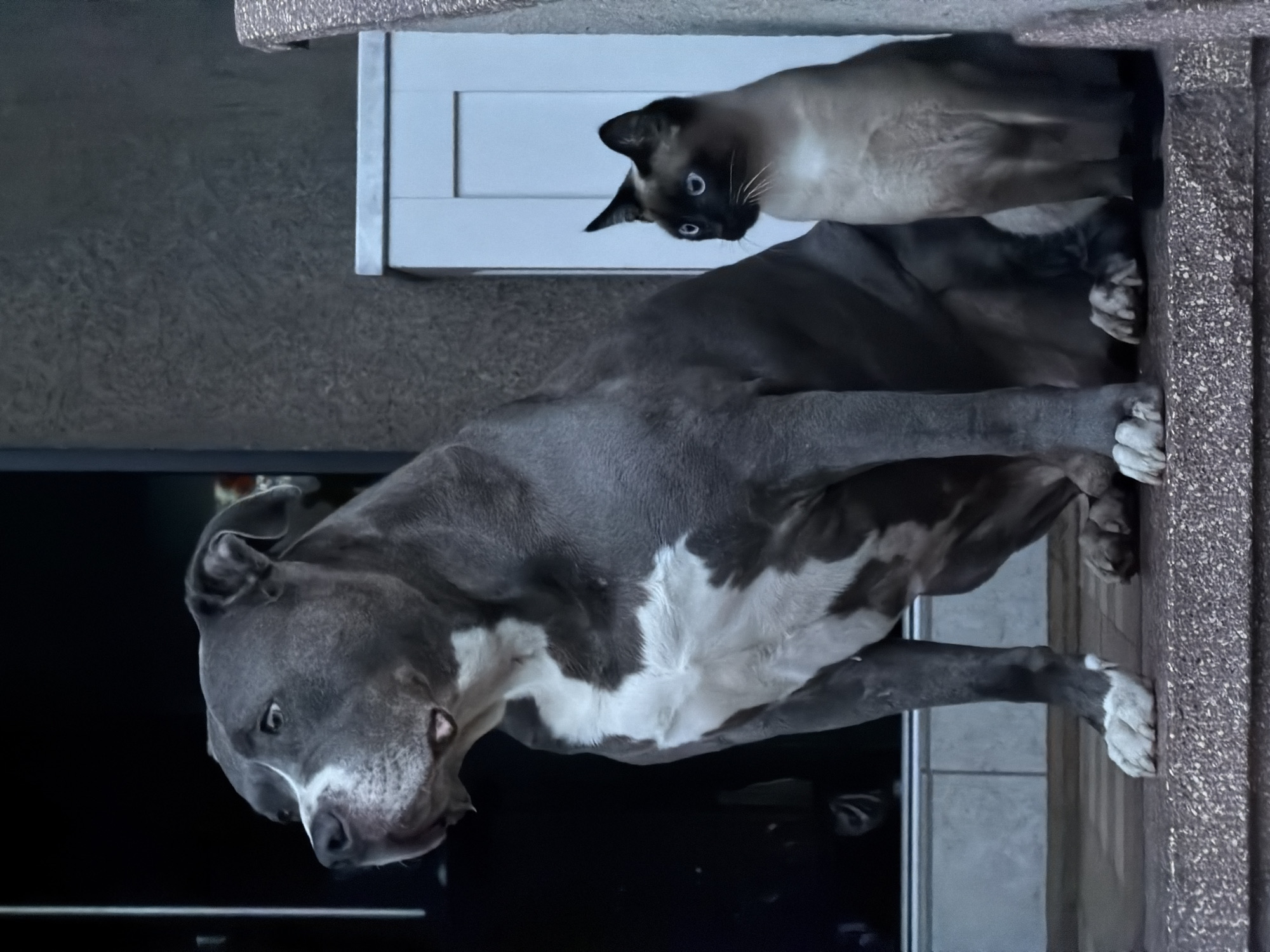 A medium-sized gray and white Pitbull dog is lying down on a surface that is next to a wall. A Siamese cat is lying on top of the dog. The scene appears to be indoors, and the background features what seems to be a tiled floor. The setting is not clearly discernible, and it is not possible to confirm if the image was taken in Esch-sur-Alzette, Luxembourg.