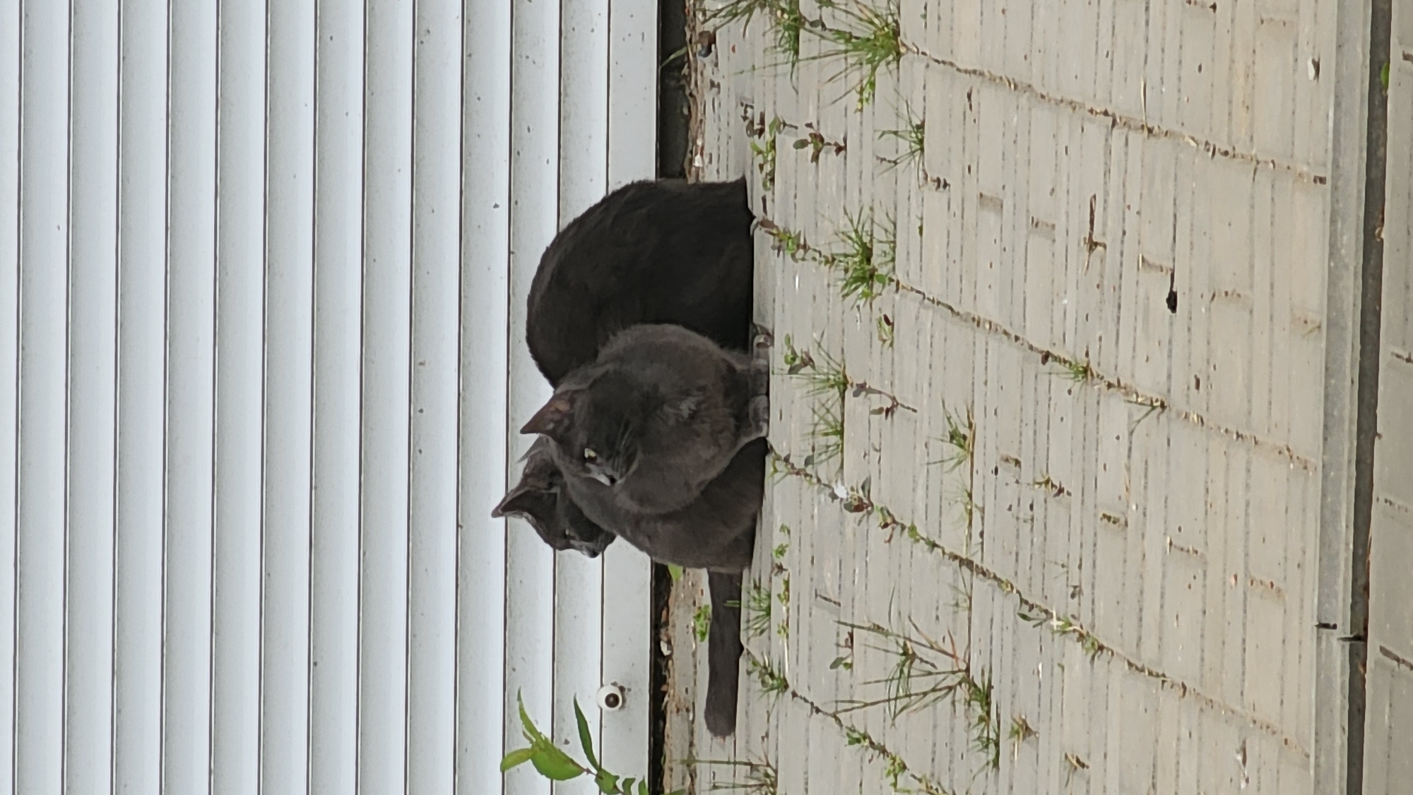 Two gray cats are next to a set of vertical blinds and a gray brick wall with tufts of grass growing in the spaces between the bricks. The location is not specified as being in Smolensk, Russia.