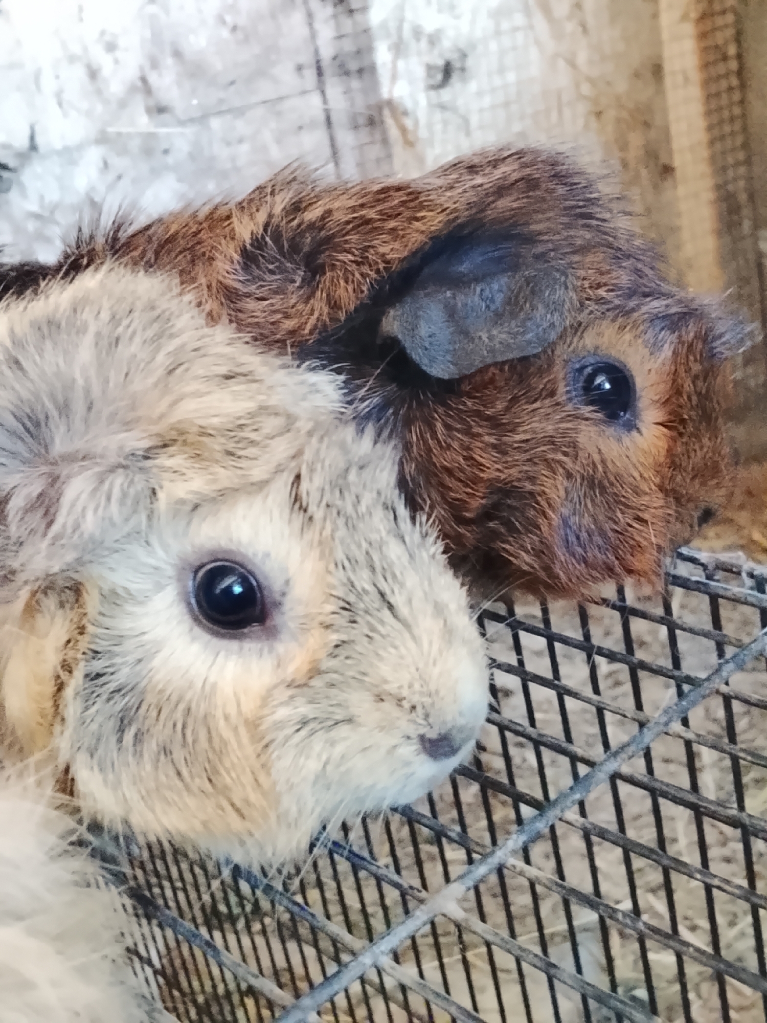 The image shows a close-up of two guinea pigs in a cage. The guinea pig in the foreground is light-colored with a fluffy coat and has one eye visible. The guinea pig behind it is darker brown with patches of reddish-brown fur and also has one eye visible. Both animals have dark eyes. The cage appears to be made of metal bars, and straw or bedding material is visible below them. The background is out of focus, showing a textured, possibly wooden or concrete surface. There is no indication of location in Blang Cut, Indonesia.