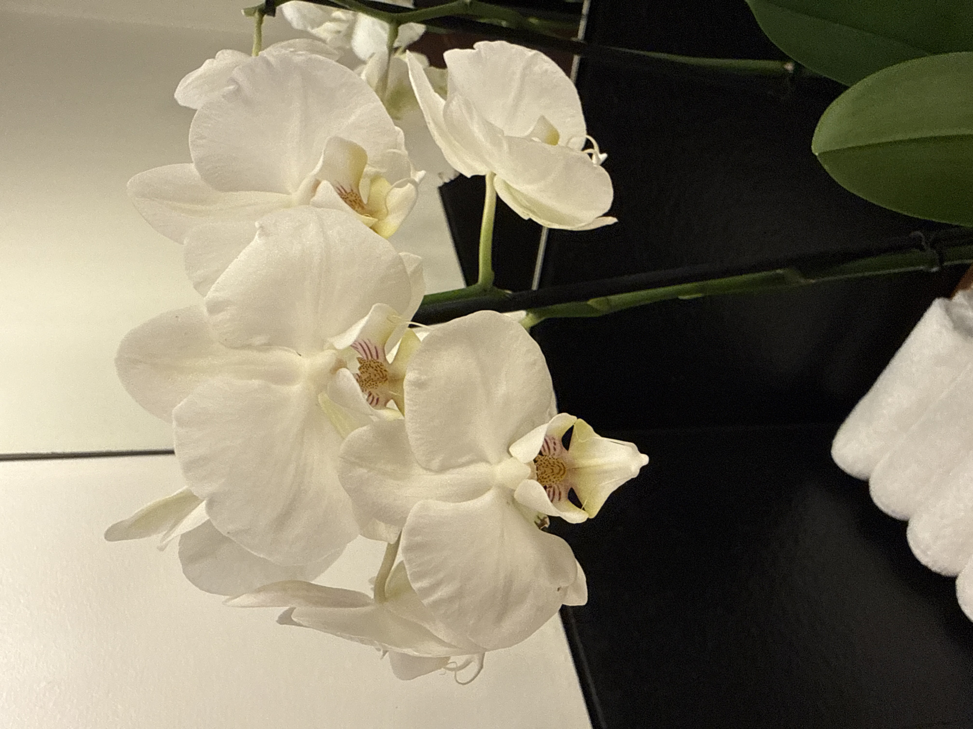 A close-up, eye-level shot focuses on a spray of white orchid blossoms. The flowers are delicate and layered, with some showing hints of yellow and pink in their centers. They are attached to thin, green stems. In the background, a dark, possibly black, surface creates a stark contrast with the white flowers. Below the flowers, a stack of folded white towels is visible. The overall lighting suggests an indoor setting, possibly a bathroom or a well-lit room. The scene appears to be a still life arrangement.