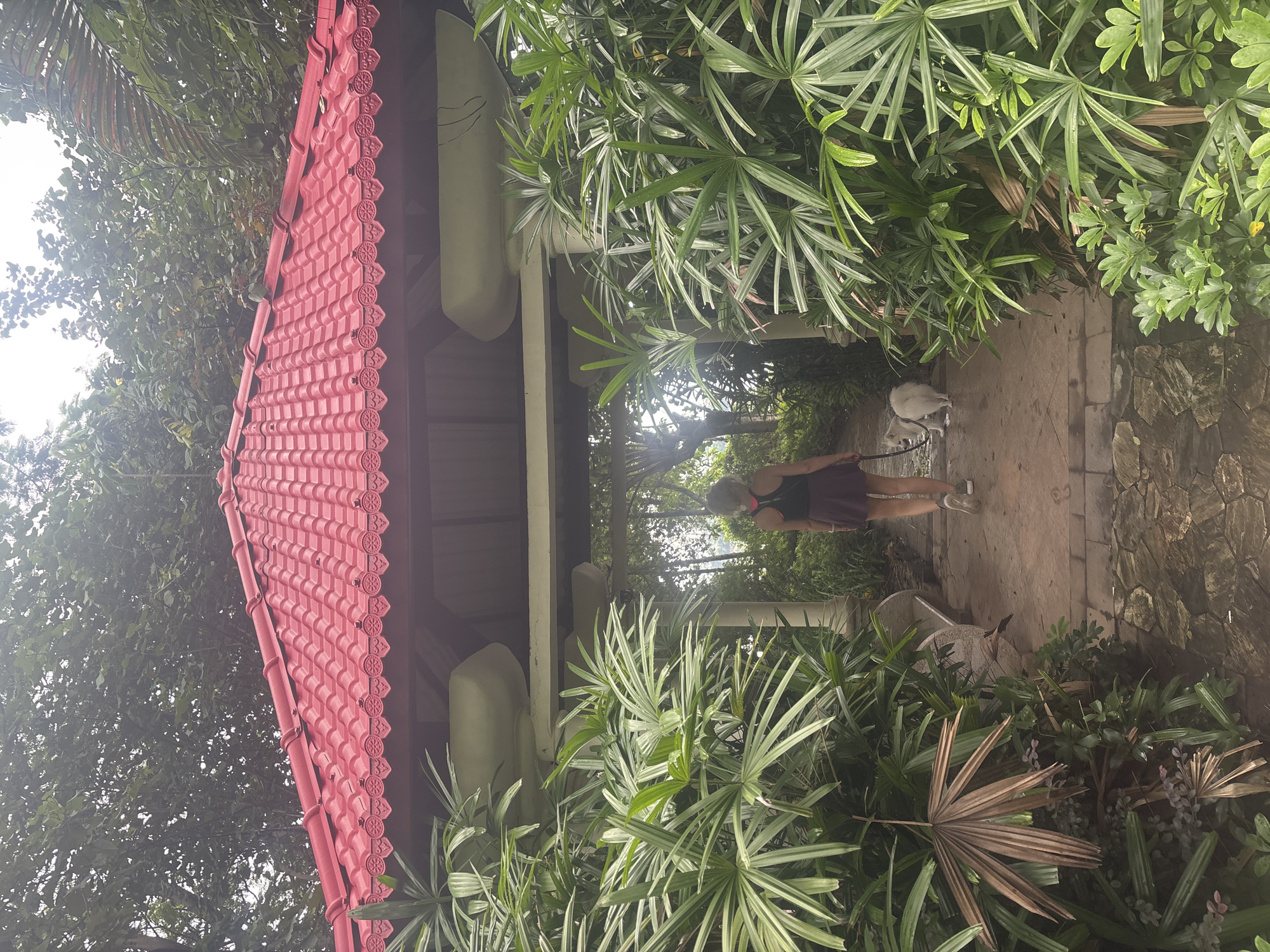 In the Nanhai District of China, a woman with her back to the camera walks on a stone path towards a gazebo. She is wearing a dark tank top and a maroon skirt, with her hair pulled back. A small white dog on a leash walks beside her. The gazebo features a vibrant red tiled roof with decorative scalloped edges and intricate circular motifs. Lush green foliage surrounds the path and the gazebo, with large-leafed plants and trees creating a natural, verdant environment. The sky above is overcast, with sunlight filtering through the leaves.