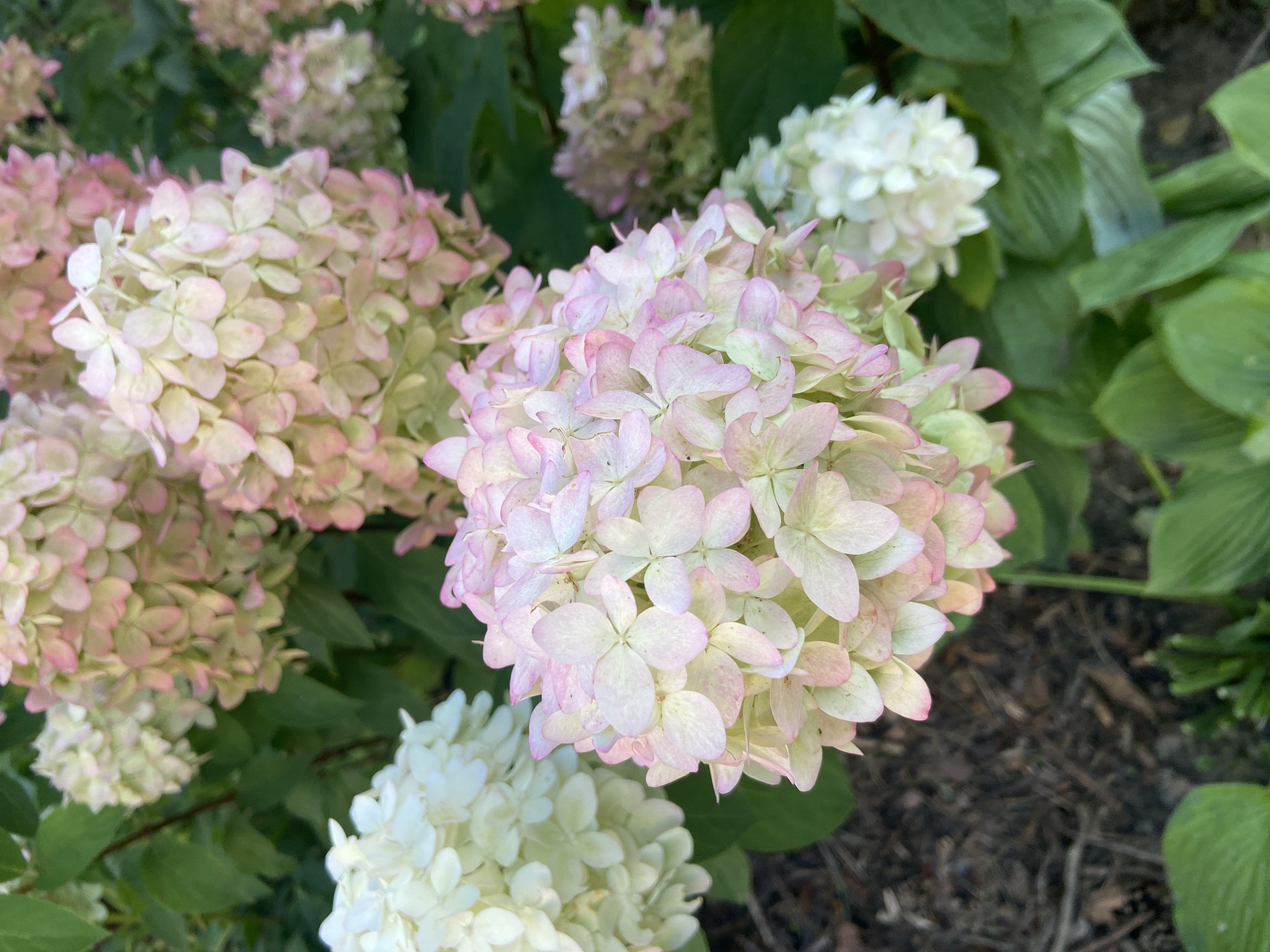 A close-up, eye-level shot captures a cluster of hydrangeas in various stages of bloom, set against a backdrop of green foliage and dark soil. The flowers exhibit a gradient of colors, transitioning from white and pale green to soft pink, with the pink hues intensifying towards the tips of the petals. Some of the blooms are fully open and spherical, while others are still forming. The lighting suggests a natural outdoor environment, possibly a garden. The image does not contain any people, animals, or man-made structures. The context of Balashikha, Russia, is provided as a location, but there are no visual cues in the image to confirm this.