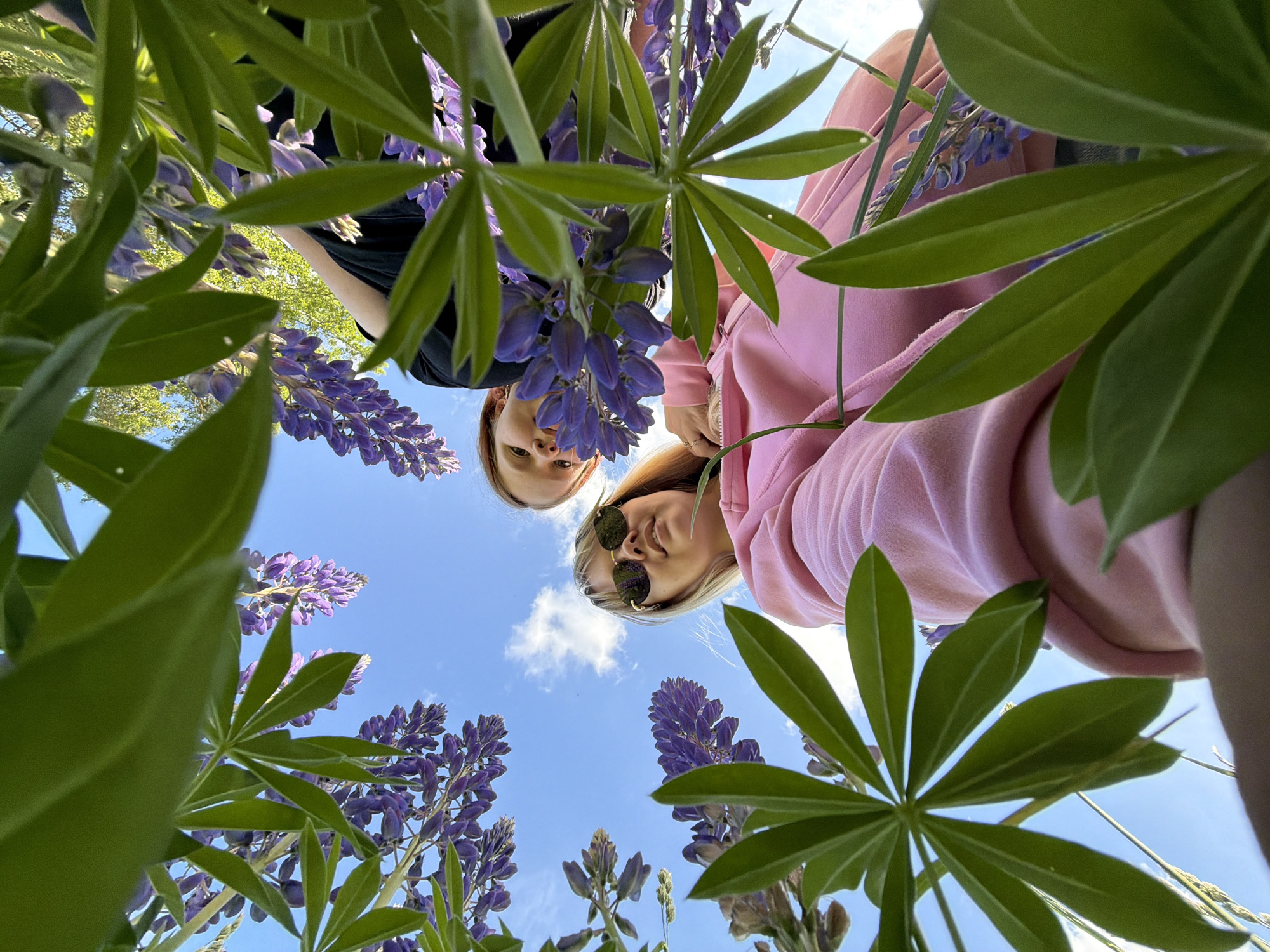 An upward-angle shot captures two young women peering down through a dense canopy of green lupine leaves and vibrant purple lupine flowers, set against a bright blue sky with sparse white clouds. The woman on the left, with reddish-brown hair, wears a dark top, her face partially framed by the foliage. The woman on the right, with blonde hair and sunglasses, wears a pink hooded top, her smile subtly visible beneath the shades. Both are positioned at the top of the frame, looking directly towards the camera, which is placed low among the blooming flowers. The foreground is dominated by large, palmately compound lupine leaves and tall stalks of purple blossoms. In the background, hints of lighter green foliage suggest distant trees or bushes. The scene depicts a bright, sunny day outdoors, likely in a field or garden setting in Гаревая, Russia. No visible text is present.