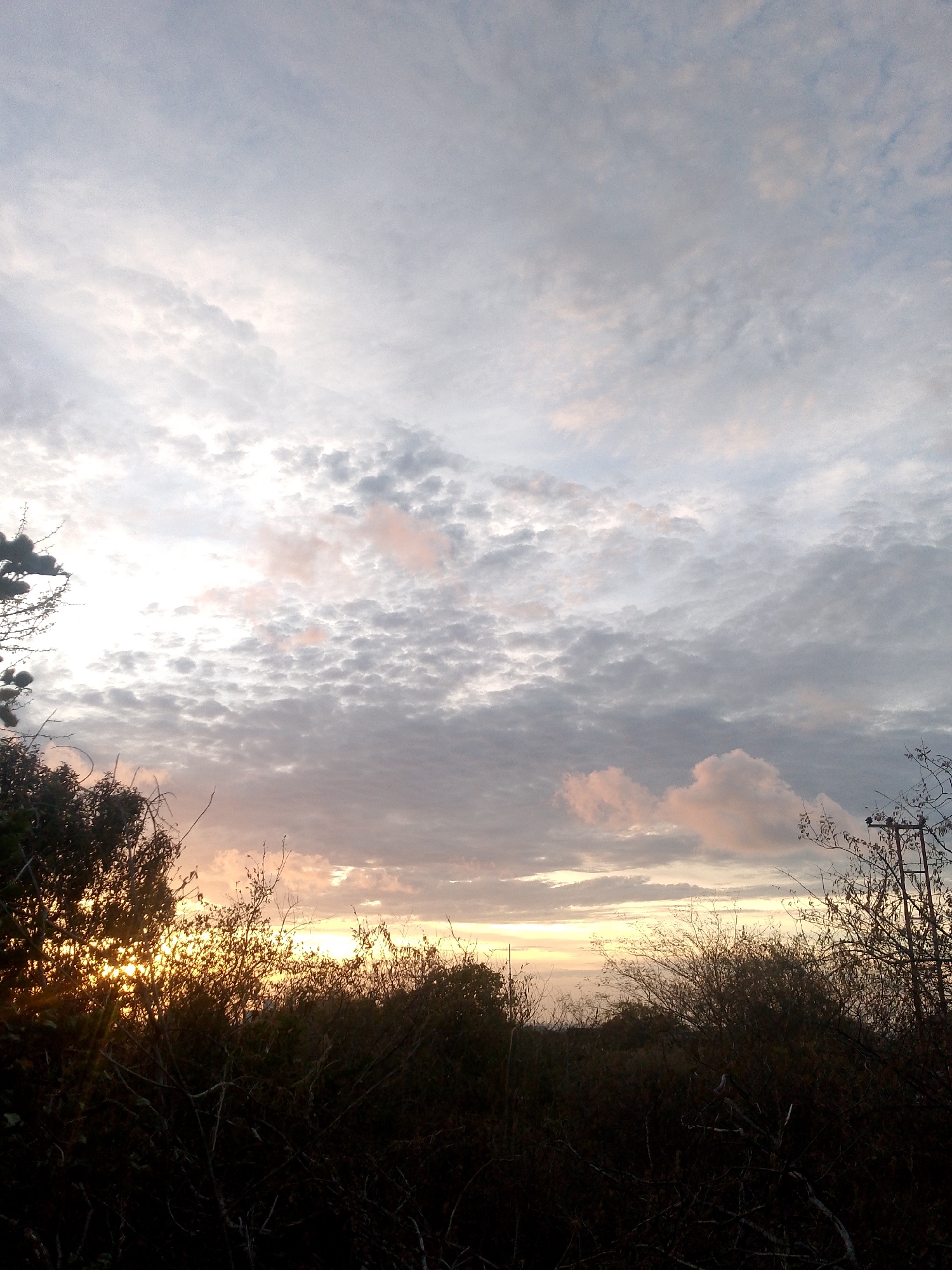 The image depicts a sunset viewed from Juan Griego, Venezuela. The sky is filled with predominantly gray and white clouds, with a few pink-tinged clouds visible. The sun is setting below a dense layer of vegetation, creating a bright horizon line where the sun's rays peek through. The vegetation in the foreground and mid-ground is mostly dark, obscuring details but appearing to be a mix of bushes and trees. A utility pole is visible on the right side of the frame. No people or animals are visible in the scene.