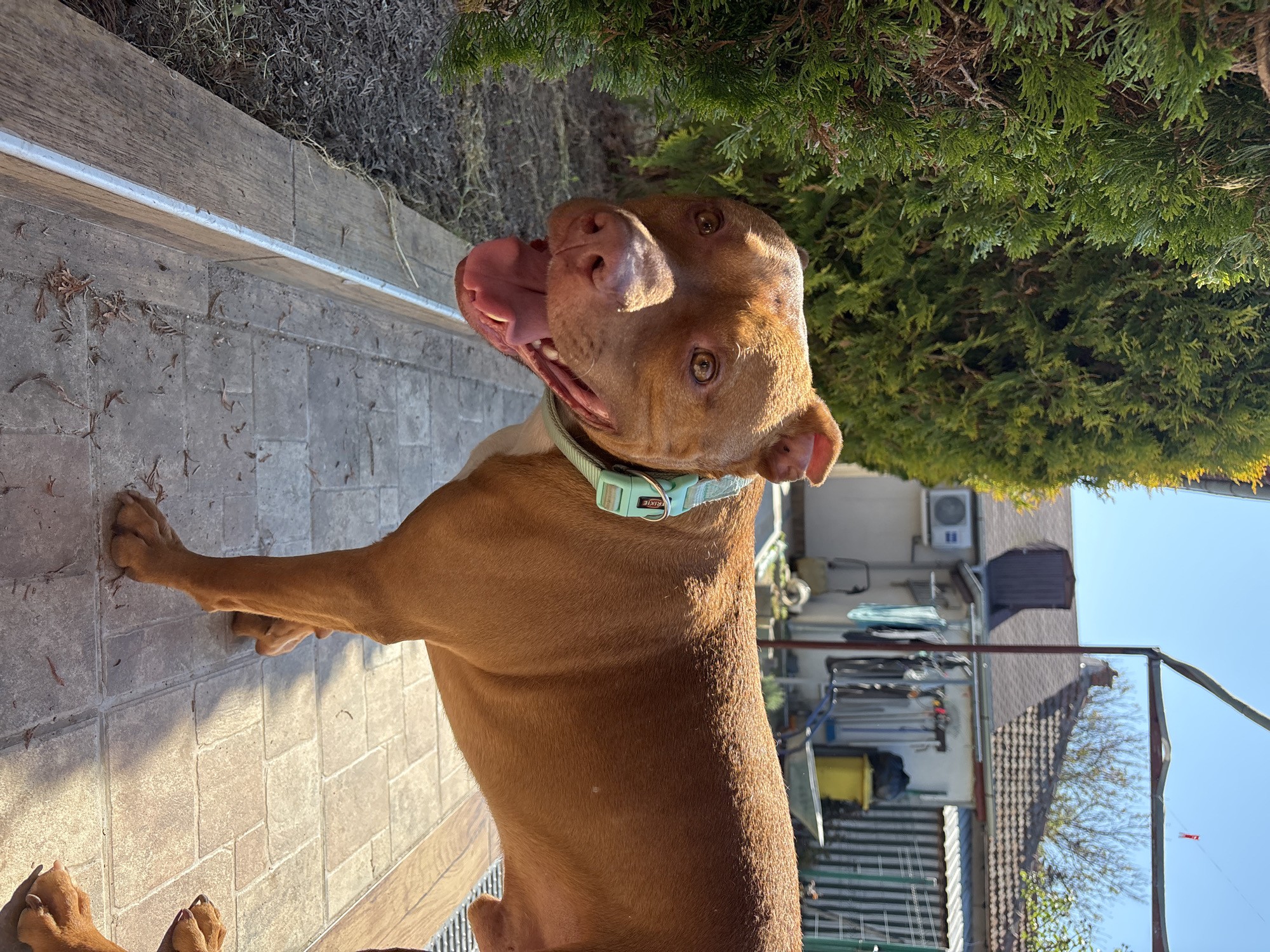 A medium-sized, brown dog with a light-colored chest and a light blue collar is standing on a tiled patio. The dog has a wet nose, open mouth with visible teeth and tongue, and brown eyes. The dog is near a raised wooden border and green foliage. The background includes a house with an air conditioning unit, laundry drying on a line, and a partial view of a fence. The scene appears to be outside during daylight hours with sunlight illuminating the subject and environment. The location is Lom, Bulgaria.