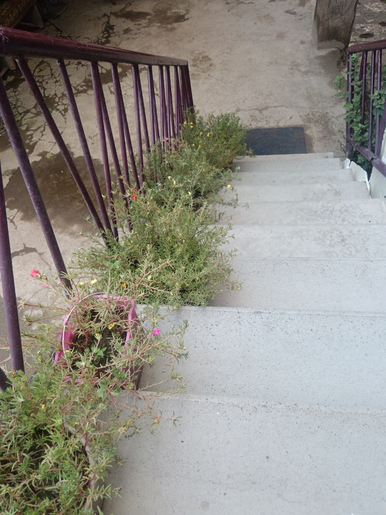 A high-angle, medium shot captures a section of outdoor concrete stairs descending from a walkway. A dark red railing with vertical bars borders the stairs on the left and right. Potted plants with green foliage and small pink and yellow flowers are situated on the walkway next to the railing. The walkway and stairs are constructed of light gray concrete. A dark blue rectangular mat is visible on the walkway near the top of the stairs. The environment appears to be in Aragatsavan, Armenia.