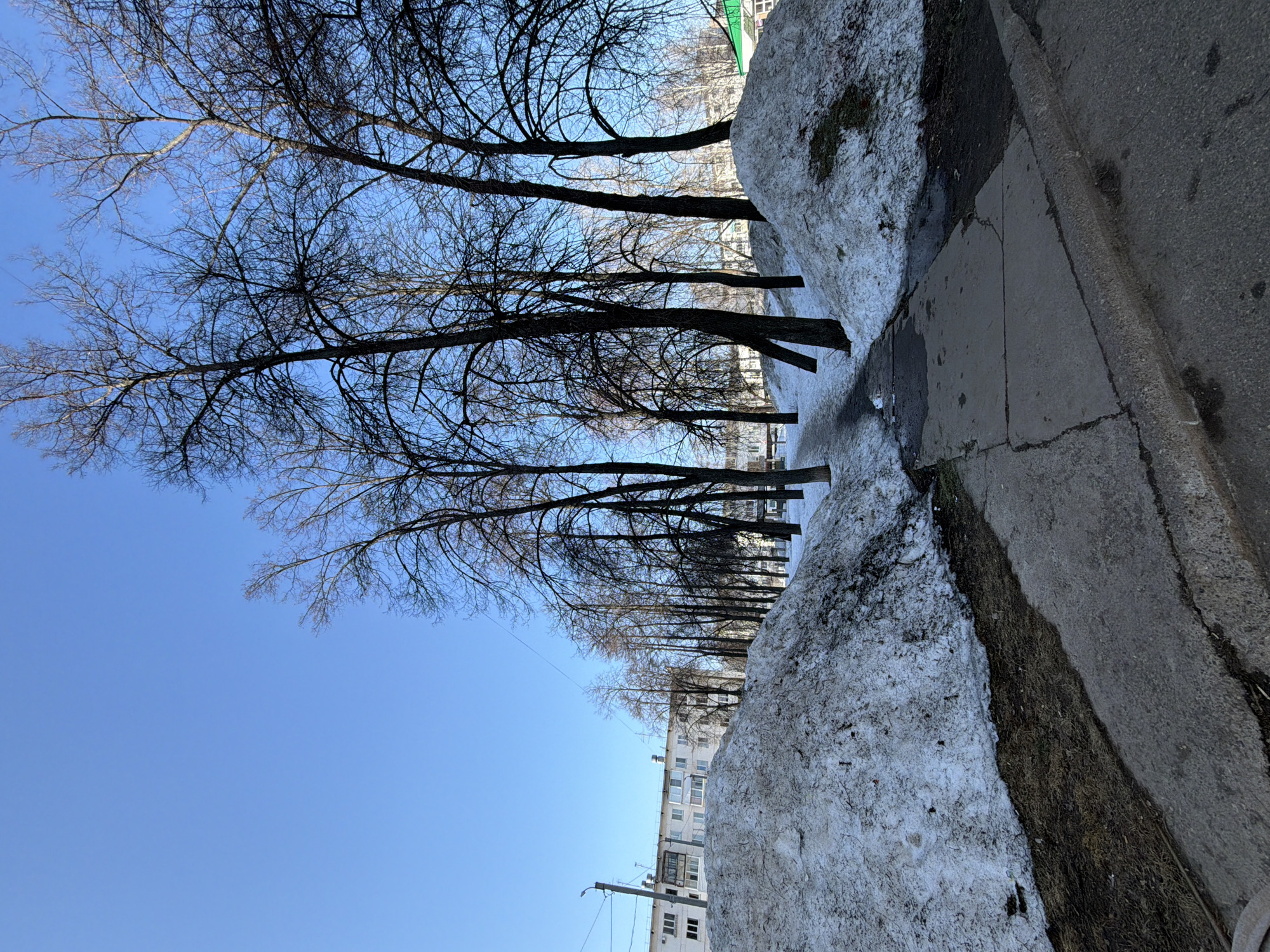 An outdoor scene in Chaikovsky, Russia, depicts a paved pathway flanked by melting snow banks and numerous bare deciduous trees under a clear, bright blue sky. The pathway, constructed of concrete slabs, runs from the foreground into the mid-ground, showing cracks and minor puddles. On the left side of the pathway, a large, irregularly shaped snow pile, discolored with dirt and debris, rises above exposed dark ground. To the right, another similar, though smaller, snow pile is present. A line of tall, dark-barked trees with intricate, leafless branches stands between the pathway and the snow banks, extending into the background.
In the mid-ground to the left, a multi-story, light-colored apartment building with numerous windows and balconies is visible beneath overhead utility wires. A streetlamp pole is also present on the far left. On the far right, in the background, a building with a green roof is partially visible through the trees. No individuals or active subjects are present. The scene conveys a late winter or early spring environment.