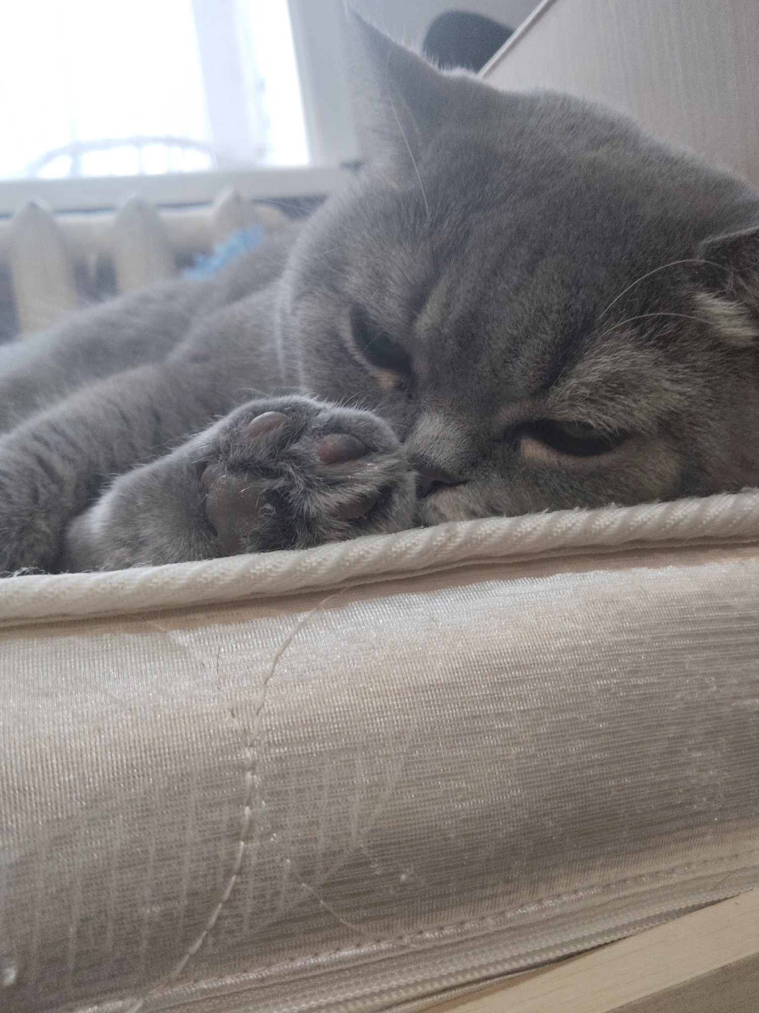 A grey cat, likely a British Shorthair given its distinctive round face and dense fur, is captured in a close-up, horizontal shot. The cat is resting or sleeping, with its eyes mostly closed and its head lowered onto its front paw. Its fur is a uniform grey color, and the individual strands are visible, particularly on its head and body. One front paw is clearly visible in the foreground, tucked under its face, showing its soft grey fur and darker, pronounced paw pads.
The cat is lying on a light-colored surface, which appears to be a mattress, cushion, or sofa armrest. This surface has a textured, possibly quilted or finely ribbed fabric, with subtle parallel lines and a distinct braided or rope-like trim running along its edge in the foreground. The material has a slight sheen.
In the blurred background, a brightly lit window with a white frame is visible, indicating the photograph was taken during daytime. Below the window, indistinct shapes suggest a white radiator or blinds. A faint blue object is also partially visible behind the cat's body. The scene evokes a sense of peace and relaxation, with the cat appearing calm and sleepy. There is no visible text in the image.