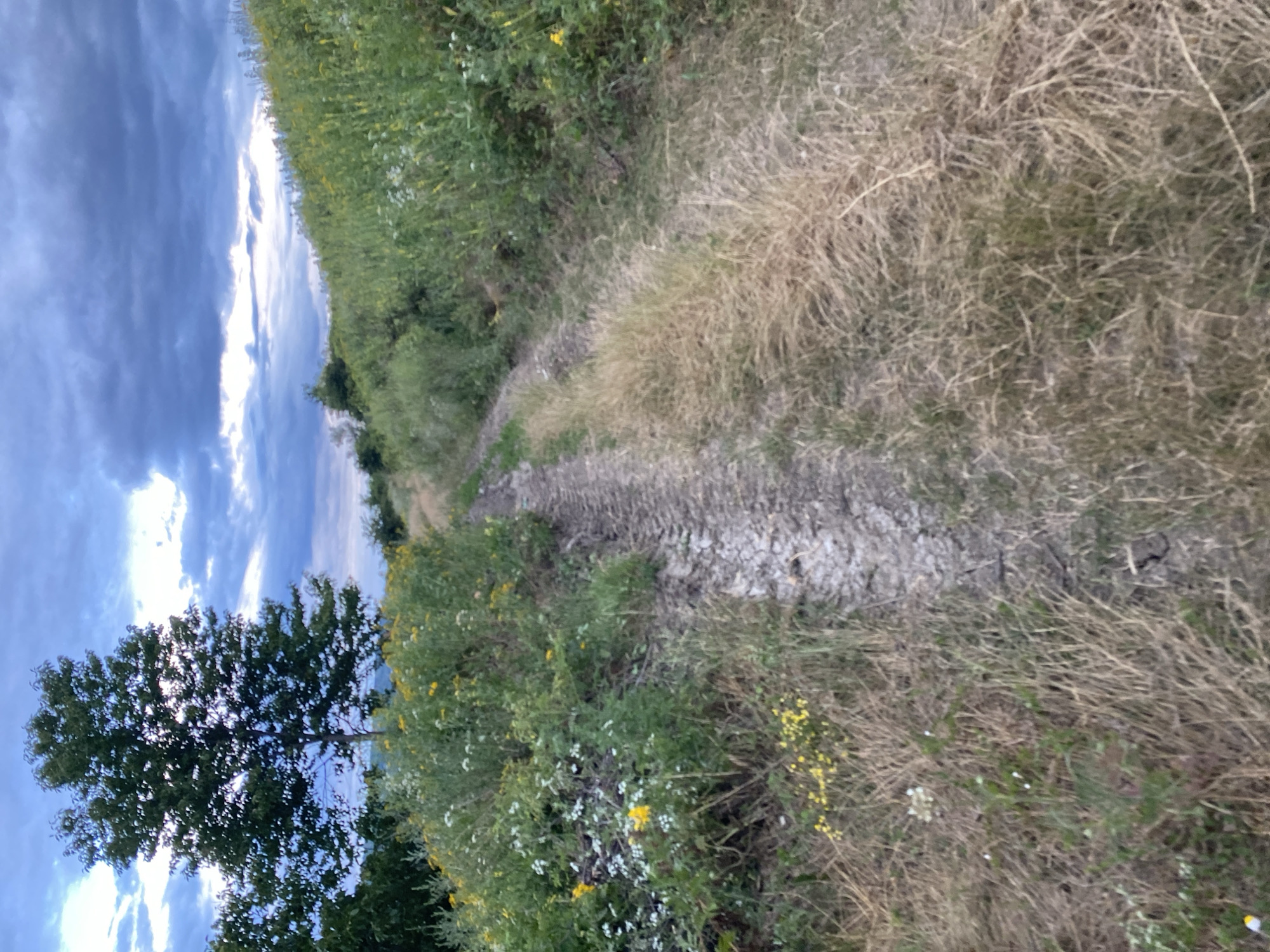 The image depicts a rural landscape under a cloudy sky. A dirt track, with visible tire tracks, winds its way through overgrown vegetation. To the left of the track, a solitary tree stands against the sky, with a dense growth of wildflowers and grasses surrounding its base. The right side of the track is bordered by a slope covered in tall, dry grass and interspersed with wildflowers. The overall impression is one of a natural, untamed environment. The photograph does not contain any people or discernable buildings that would suggest a specific urban location.
