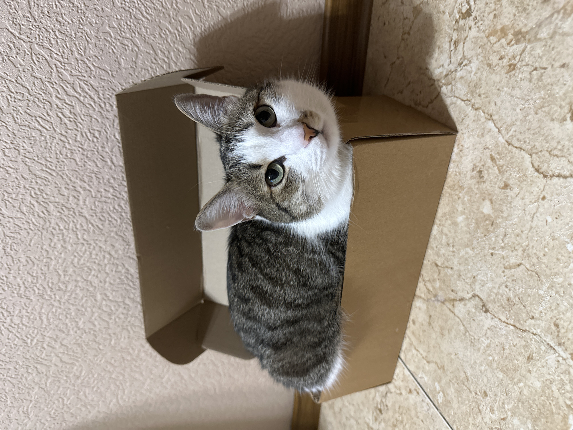 A tabby cat with white facial markings is sitting inside a cardboard box. The cat is positioned diagonally within the frame, with its head tilted to the left. The box is brown and appears to be on the floor, which is covered in light-colored tiles. The background includes a light-colored wall with a textured surface. There is a vertical wooden object on the right side of the box, which might be a part of a structure. The city of Krasnoyarsk, Russia, is not discernible from the visual information provided.