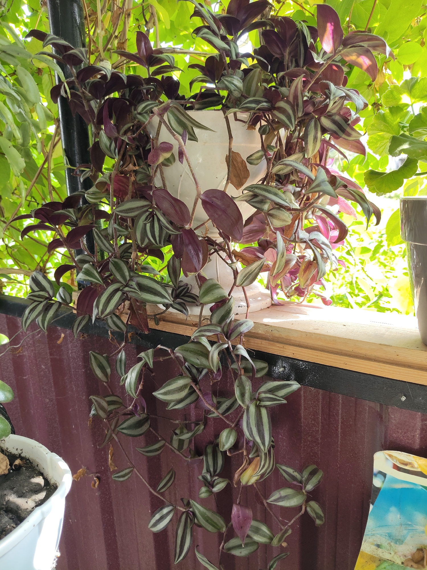 A hanging plant with variegated purple and green leaves is positioned in a white pot on a wooden ledge. The ledge is situated in front of a dark reddish-brown corrugated metal wall. Behind the plant, blurred green foliage is visible, suggesting an outdoor or sunlit environment. The plant's vines trail downwards, with some leaves showing purplish undersides. A dark pole is partially visible to the left of the plant. The overall impression is of a domestic setting, likely a balcony or patio, in Mîndîc, Moldova.