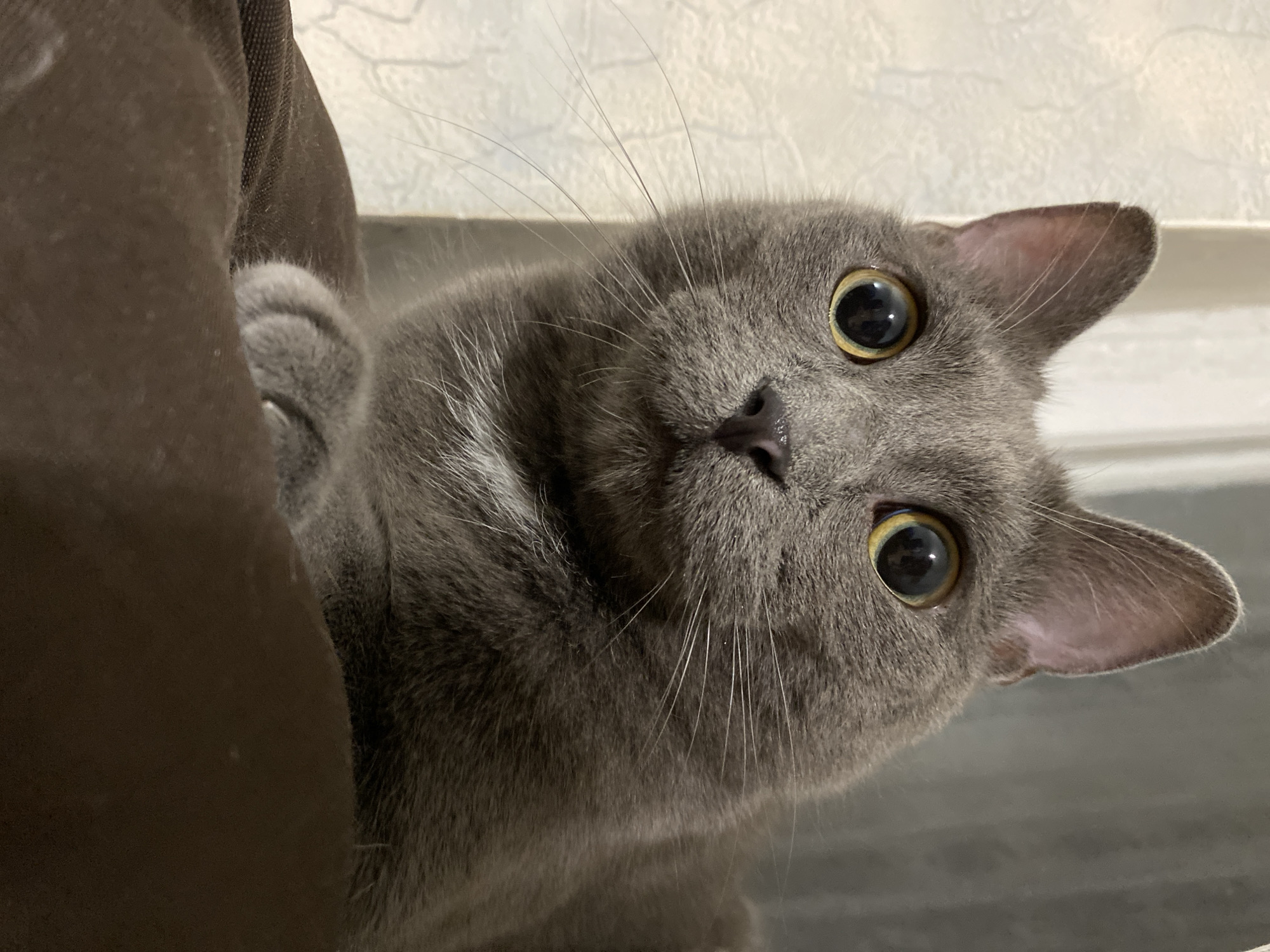 The image is a close-up of a grey cat. The cat is looking directly at the camera with large, yellow eyes that are wide open. Its ears are perked up, and its whiskers are visible. The cat's fur is short and dense, and it appears to be a solid grey color. Part of the cat's body is obscured by a dark brown object, possibly a piece of furniture or a blanket. The background is out of focus and appears to be a light-colored wall with a textured pattern. The lighting is soft, suggesting the photo was taken indoors during the daytime or with artificial light. The cat's expression seems curious or perhaps slightly startled. There is no visible text in the image.