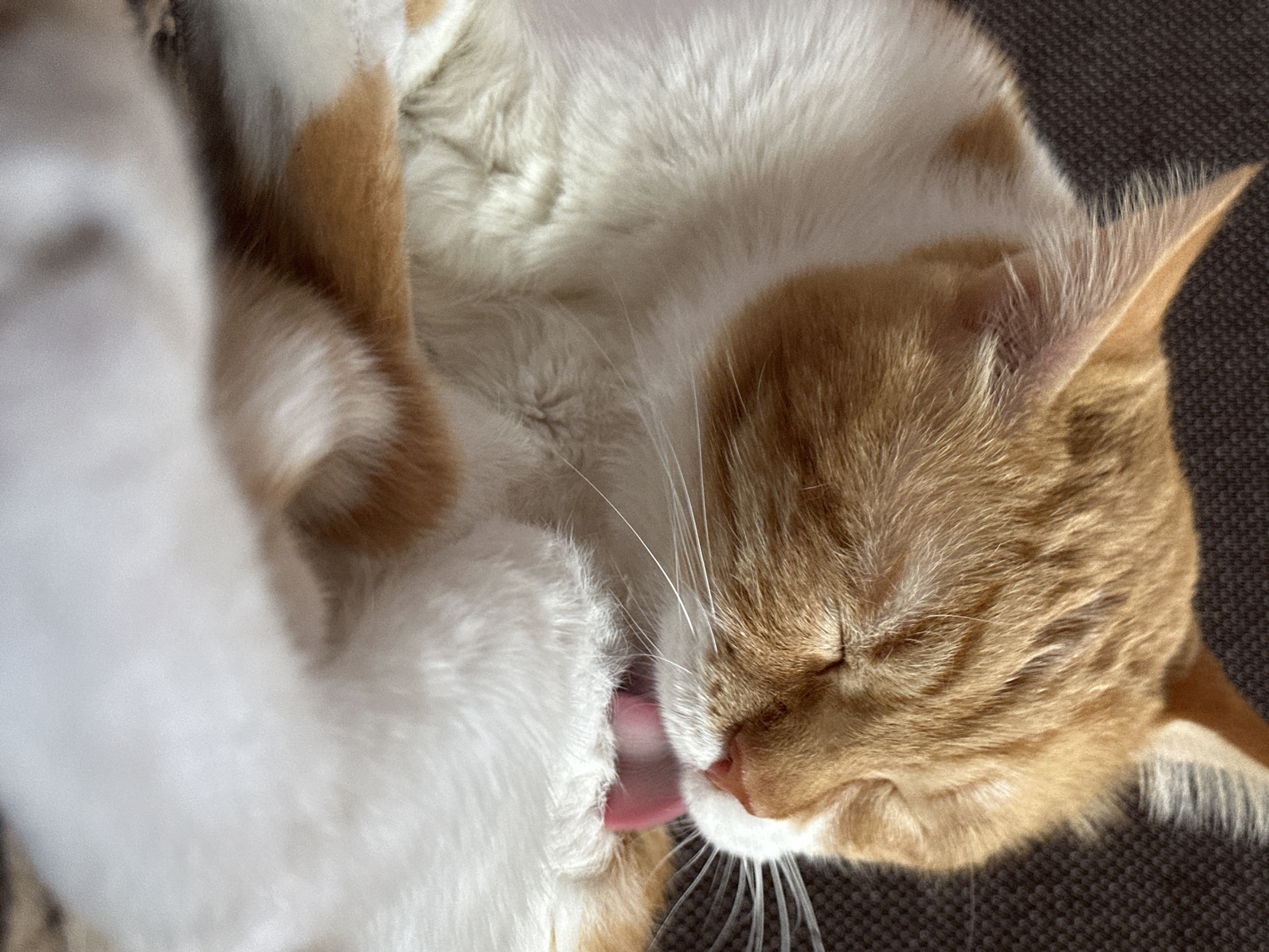 The image shows a close-up, side profile of an orange and white cat grooming itself. The cat's eyes are closed, and its tongue is extended, licking its white fur. The cat is lying down, with its body partially visible. The background is a dark, textured surface, possibly a couch or chair. There is no discernible indication of the location being the city of Sofia, Bulgaria.