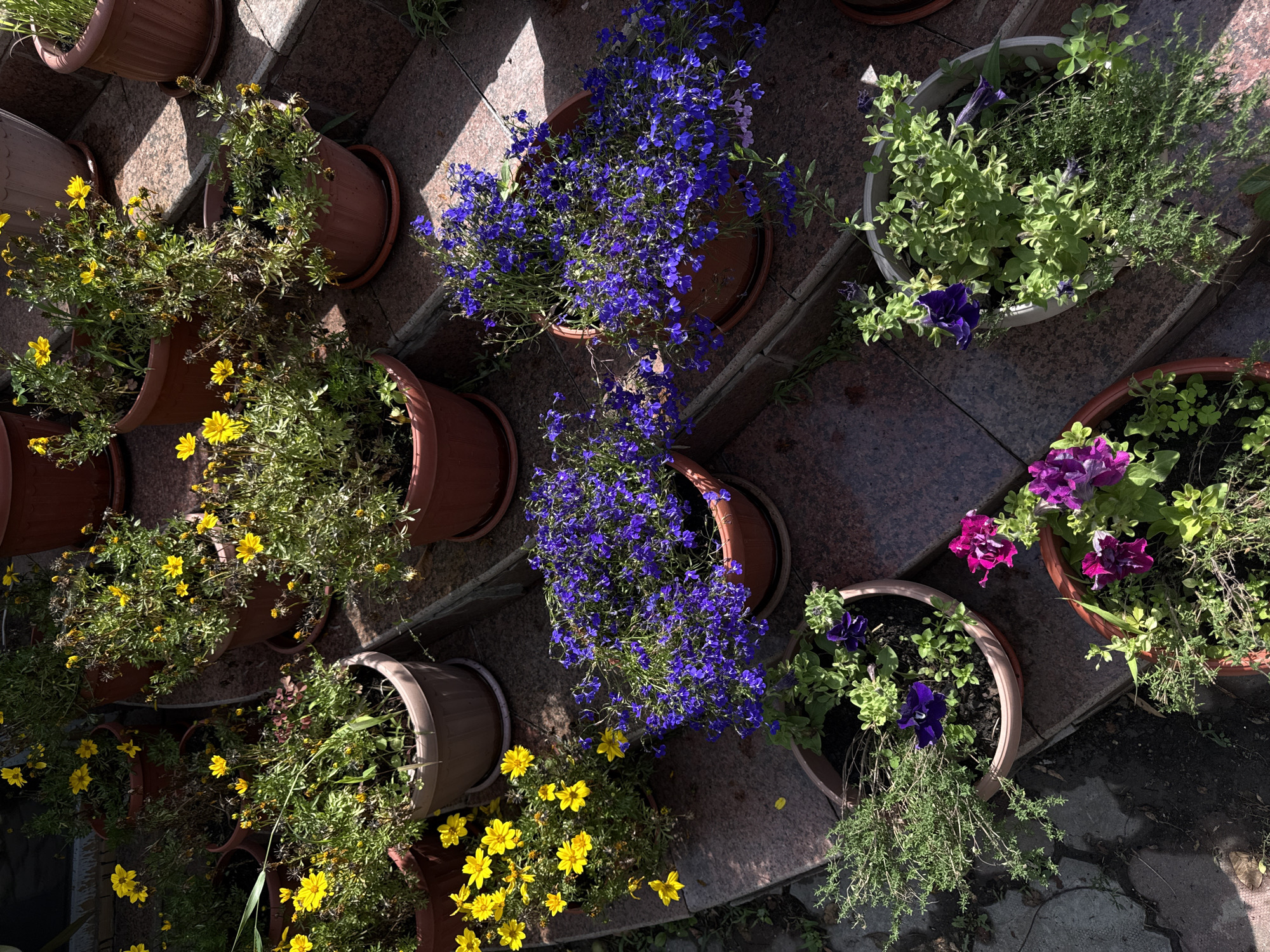 This media file showcases a vibrant arrangement of potted plants on what appears to be a stepped or tiered outdoor surface, possibly a patio or garden path. The scene is illuminated by bright sunlight, casting distinct shadows and suggesting it is daytime, likely morning or afternoon. The setting appears to be an urban or suburban outdoor space, with hints of paving stones and shadows from nearby structures.
The primary subjects are various flowering plants in terracotta and light-colored pots. Dominant among them are clusters of small, delicate blue flowers, likely lobelia, in at least two large pots. Another grouping features bright yellow, daisy-like flowers in multiple pots. There are also pots containing purple petunias and other greenery, including what looks like thyme or a similar herb. Some plants appear lush and full, while others show signs of wilting or having finished their blooming cycle, indicating a mix of vibrant growth and natural decay.
There are no people visible in the media file. The activity is static, focusing on the display of the potted plants. Notable details include the way the sunlight hits the plants and the patterned surface they are arranged on. The location cues are subtle, with the paving stones suggesting an outdoor setting. The overall mood is one of natural beauty and perhaps a well-tended garden or balcony. There is no visible text in the media file. The context of Almaty, Kazakhstan, suggests this is a scene from that region.