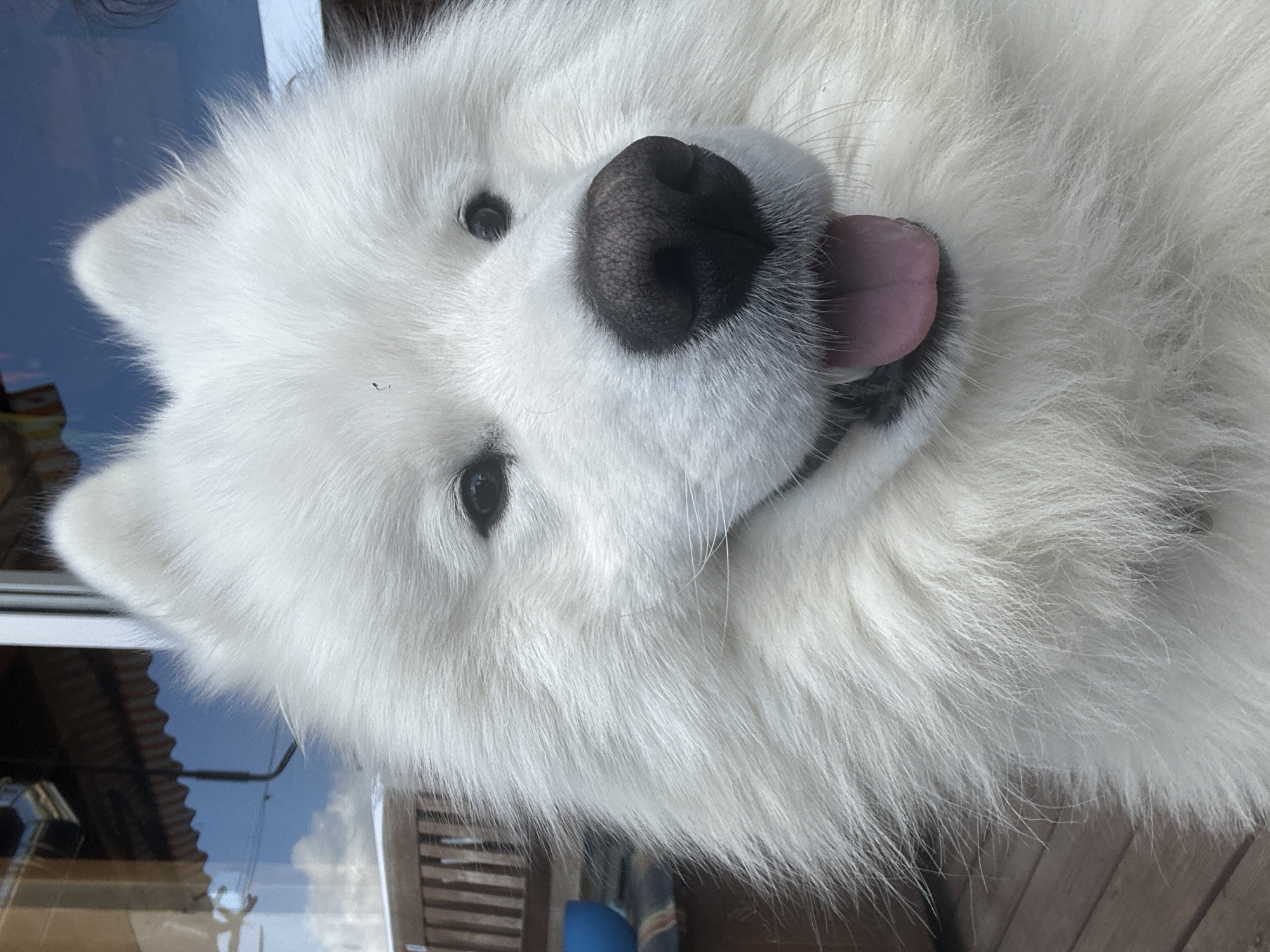 The image shows a close-up of a Samoyed dog's face. The dog has fluffy white fur, a black nose, and its tongue is sticking out. The background appears to be outdoor or near a window, reflecting a partly cloudy sky. The location is Unknown, Unknown.
