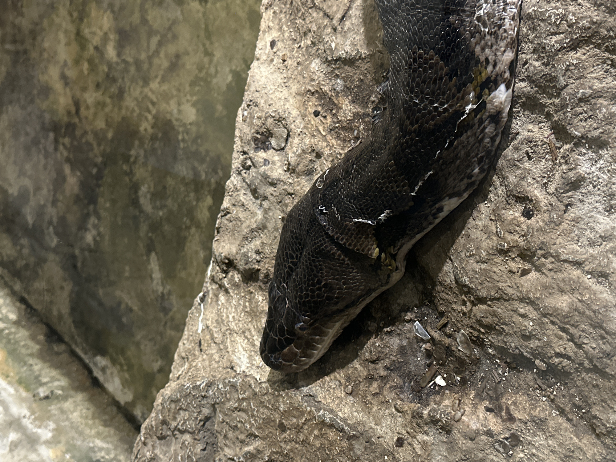 A snake is on a rock. The snake is dark gray and black, with light markings. The rock is light gray and rough. The environment appears to be a constructed, indoor habitat, potentially within a zoo or museum in Unknown, Unknown.