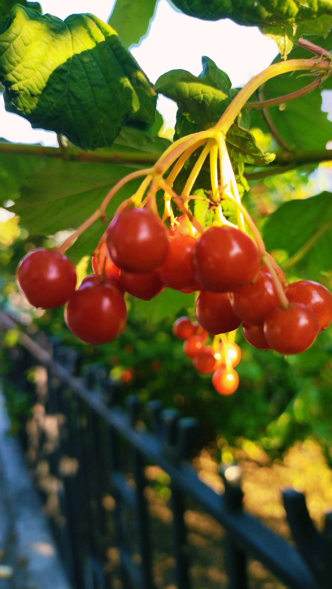 In Horishni Plavni, Ukraine, a cluster of ripe, red viburnum berries hangs from a branch, illuminated by dappled sunlight. The berries are round and glossy, with some catching the light more intensely than others. They are attached to thin, yellowish stems that branch out from a central stalk. Large, green leaves, textured and veined, are visible in the upper portion of the frame, casting shadows on the berries. In the background, out of focus, is a dark metal fence. Beyond the fence, the scene is blurred, with hints of green foliage and golden sunlight suggesting a natural outdoor environment.